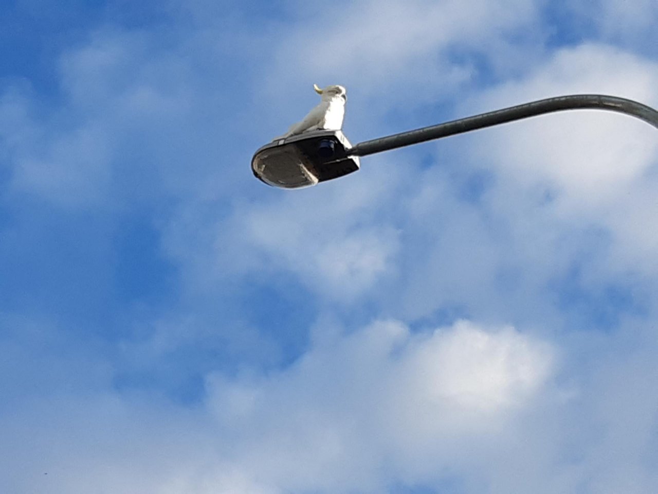 Sulphur-crested Cockatoo in Big City Birds App spotted by Feather on 01.01.2021