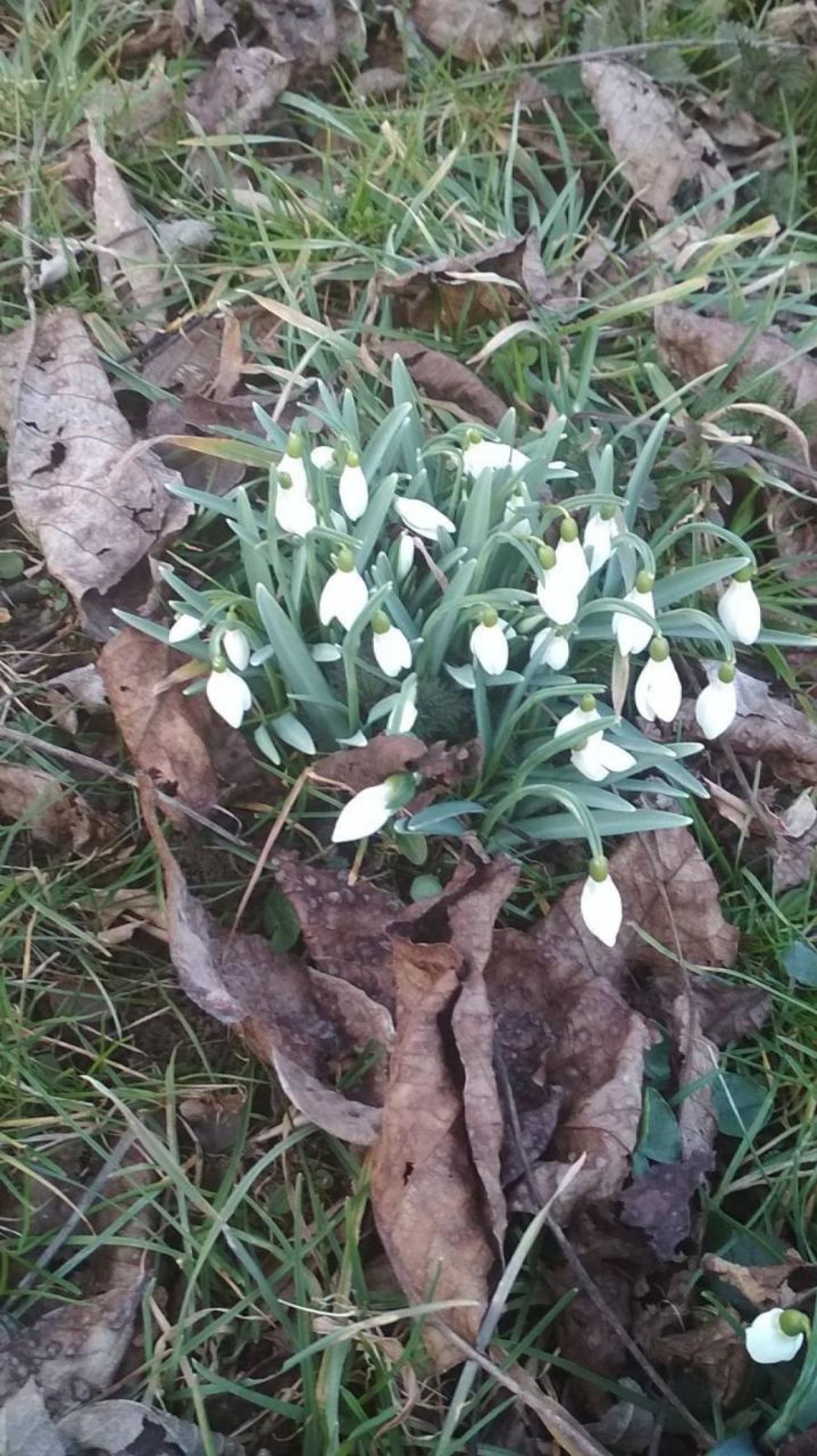 Kleines Schneegloeckchen in Naturkalender App spotted by Karin on 02.03.2021