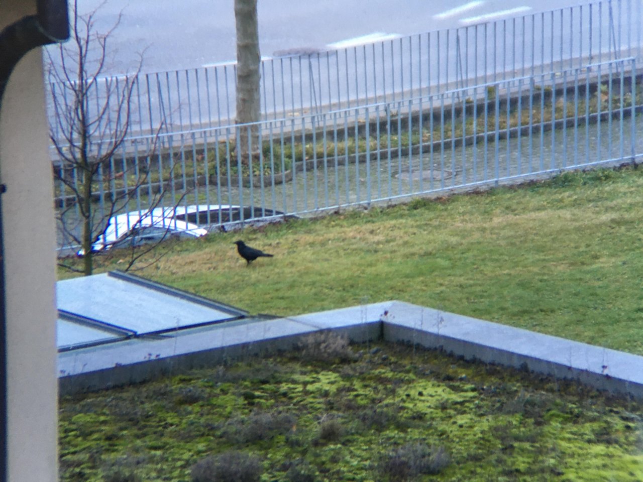 Carrion Crow in KraMobil App spotted by Andreas Ryser on 17.12.2020