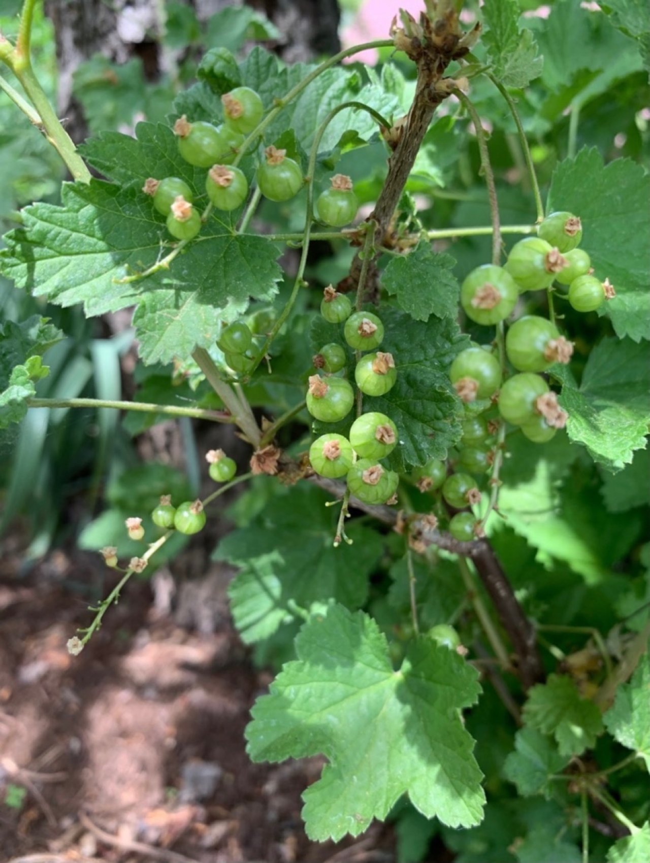 Rote Ribisel / Rote Johannisbeere in Naturkalender App spotted by Franz on 13.02.2021