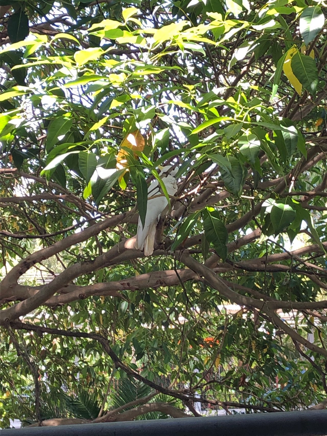 Sulphur-crested Cockatoo in Big City Birds App spotted by Cait on 17.01.2021