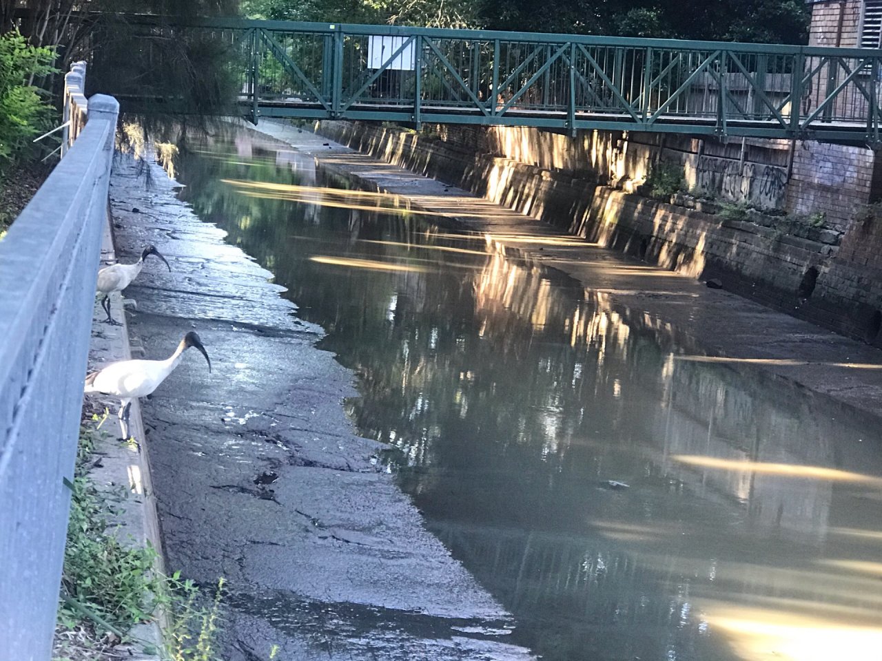 White Ibis in Big City Birds App spotted by Zoe on 23.12.2020