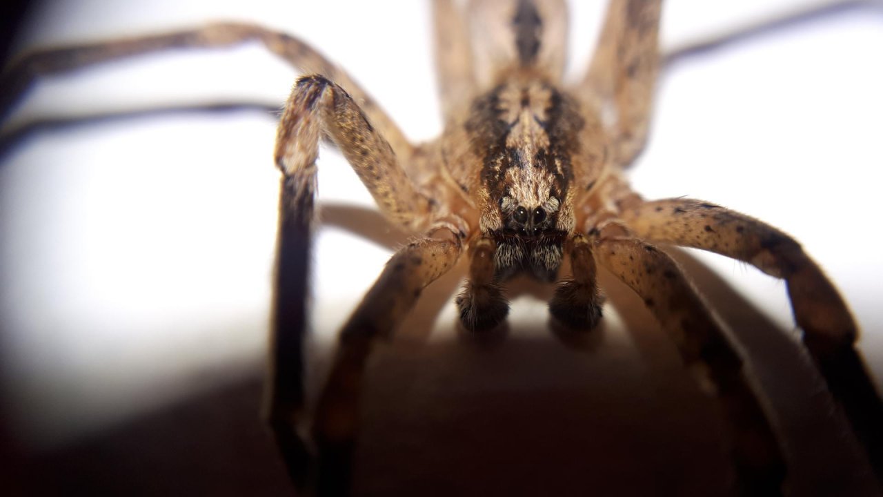 Spiny False Wolf Spider in SpiderSpotter App spotted by Lucille Doyen on 12.12.2020