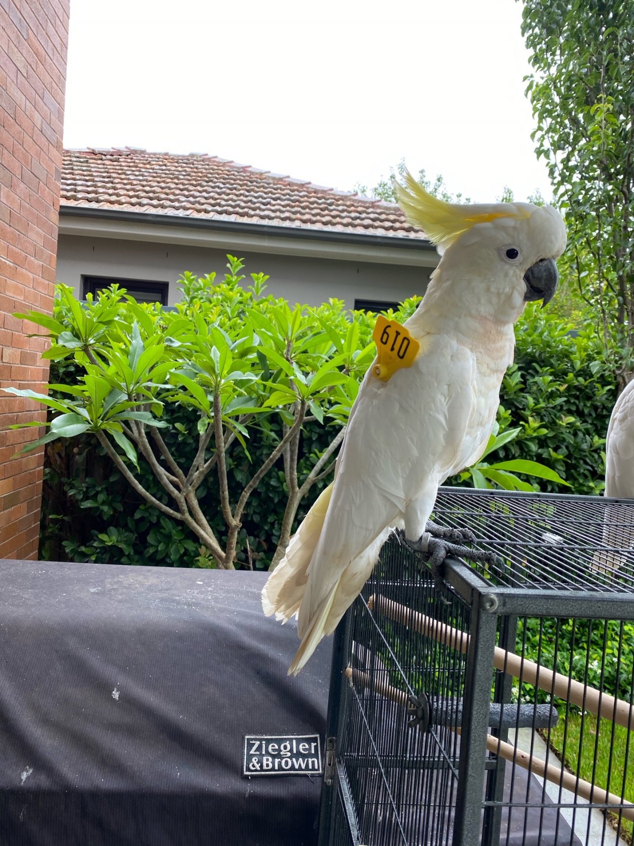 Sulphur-crested Cockatoo in Big City Birds App spotted by Sarah on 21.12.2020