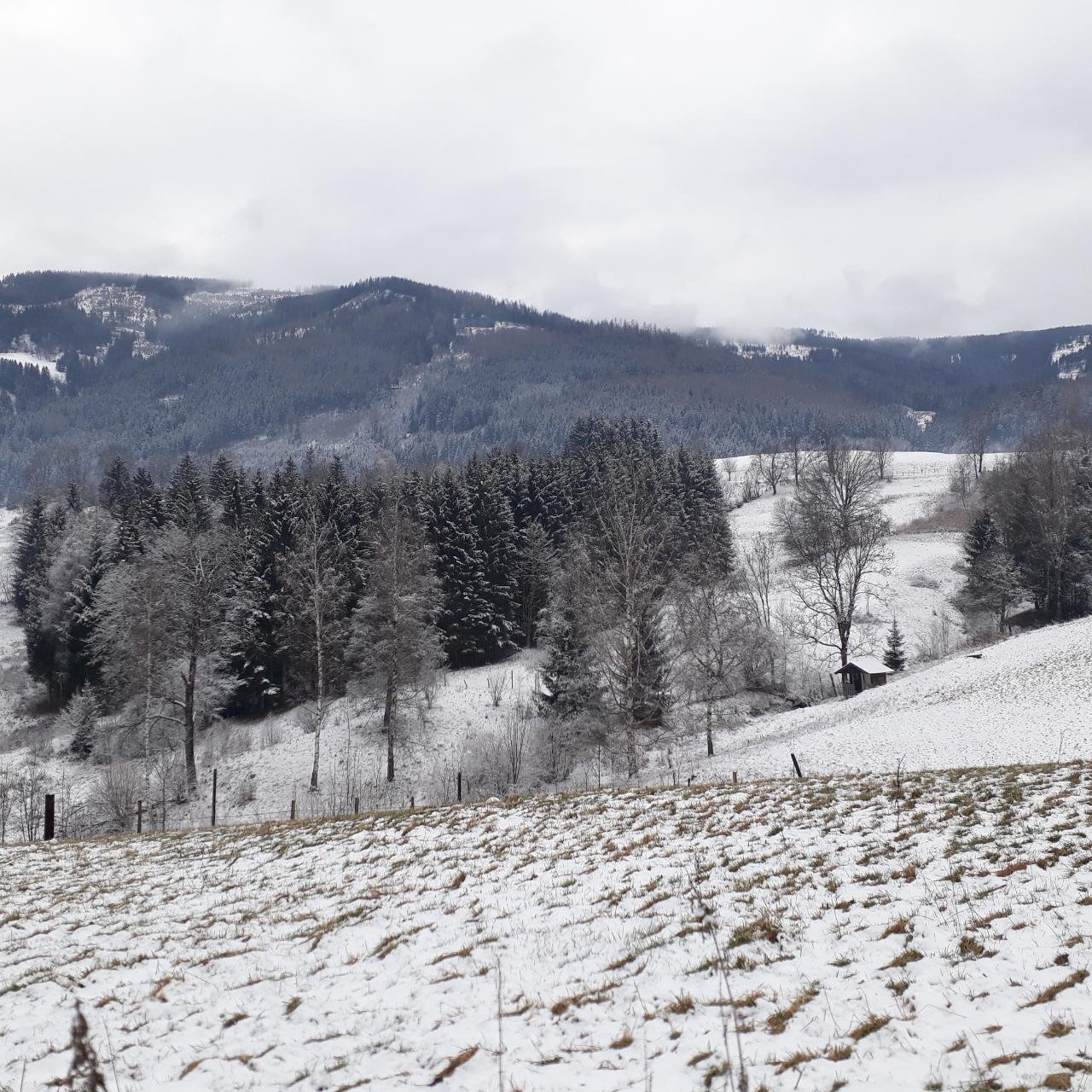 Zusammenhängende Schneedecke in Naturkalender App spotted by Bienenvater on 30.12.2020