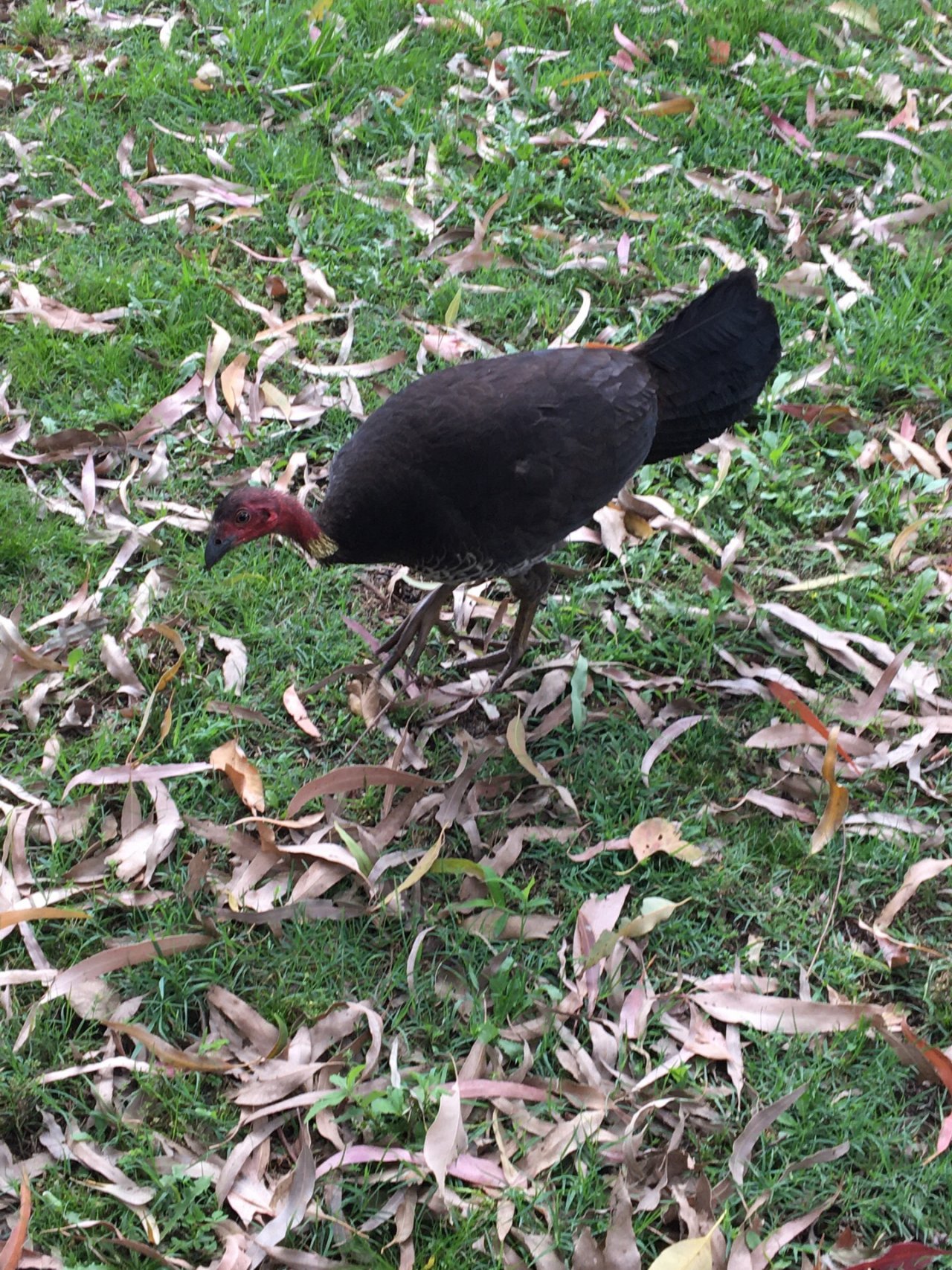 Brush-turkey in Big City Birds App spotted by BushBaby on 26.12.2020