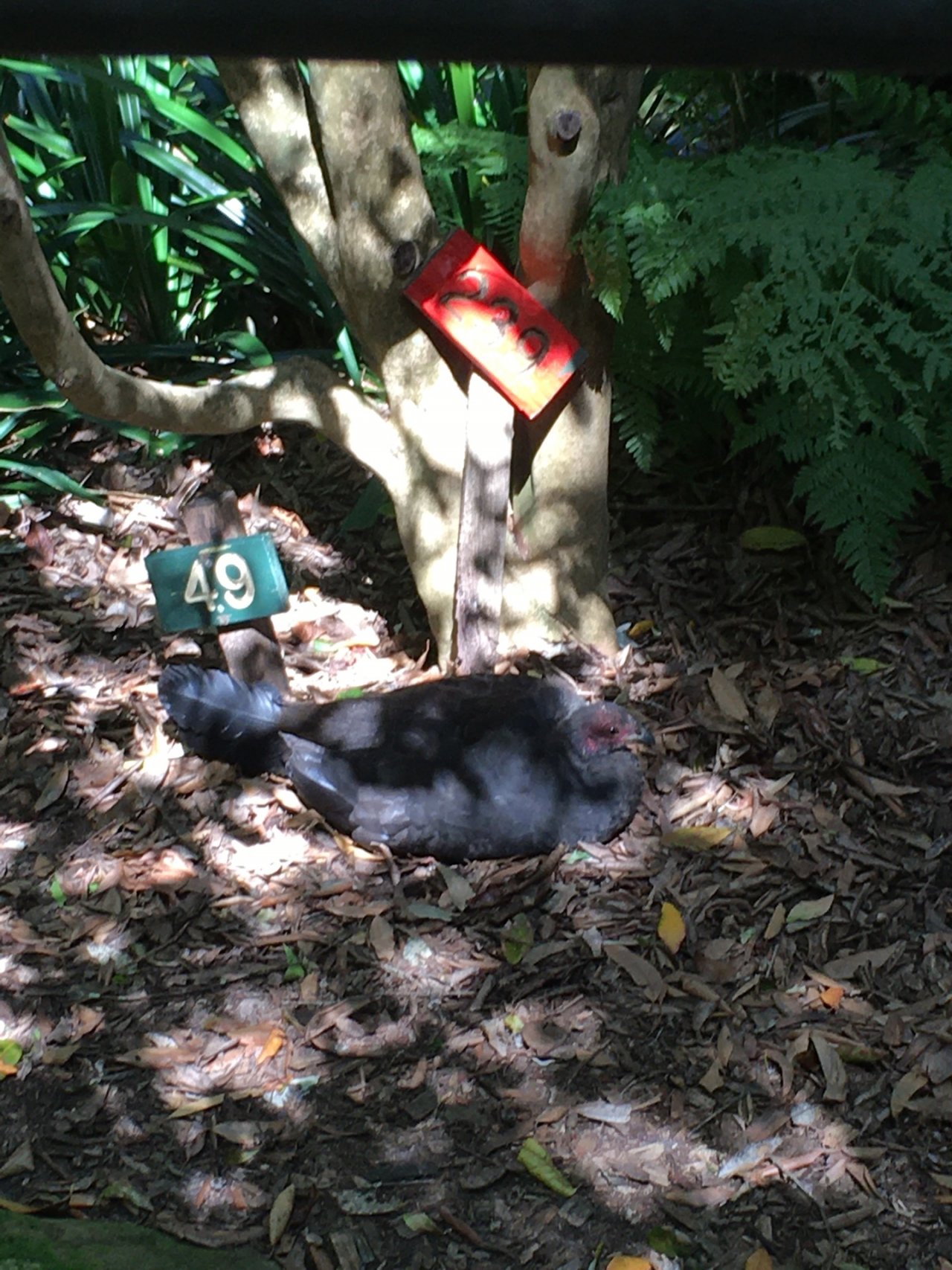 Brush-turkey in Big City Birds App spotted by Margaret Scott on 05.03.2021