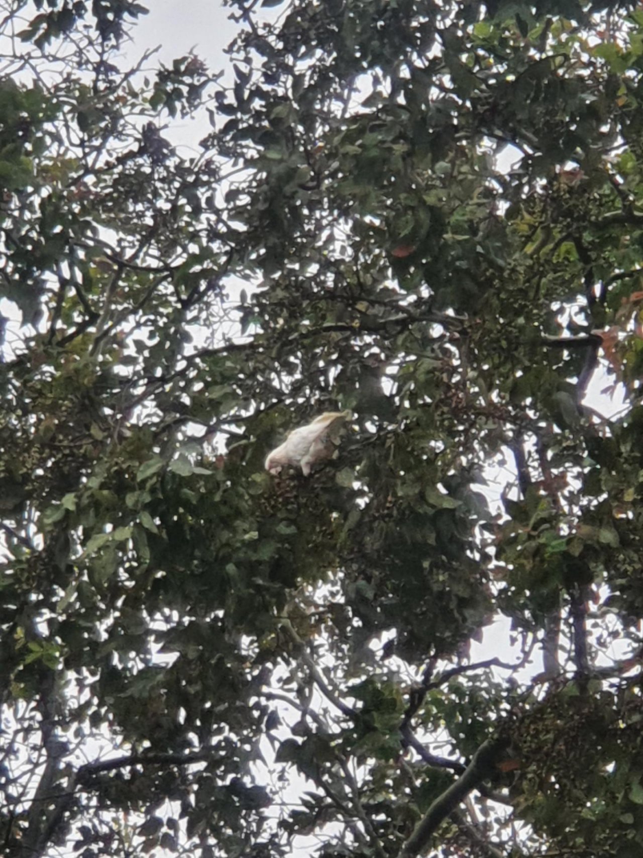 Little Corella in Big City Birds App spotted by Janice Hipperson on 08.01.2021