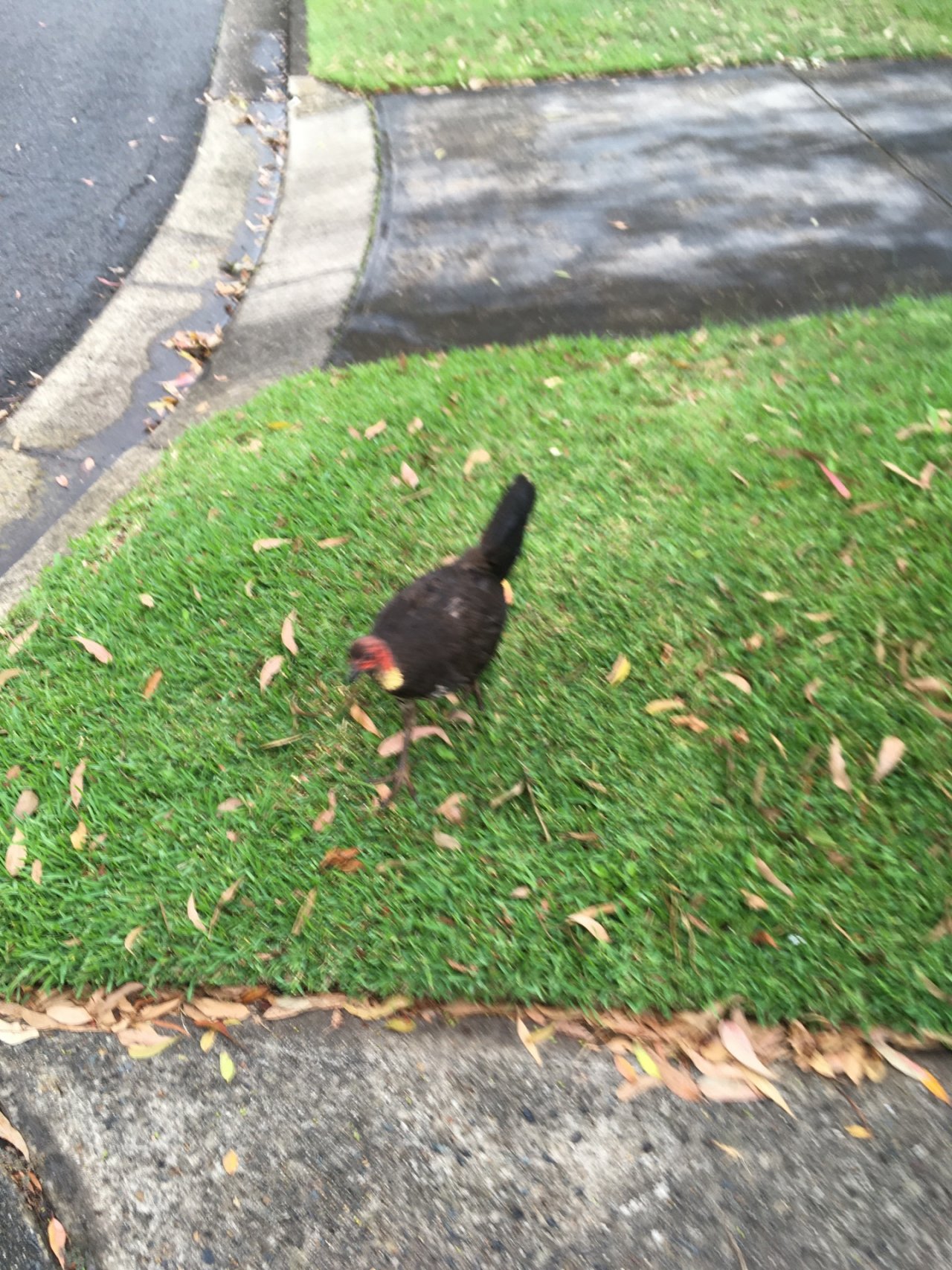 Brush-turkey in Big City Birds App spotted by Margaret Scott on 02.01.2021