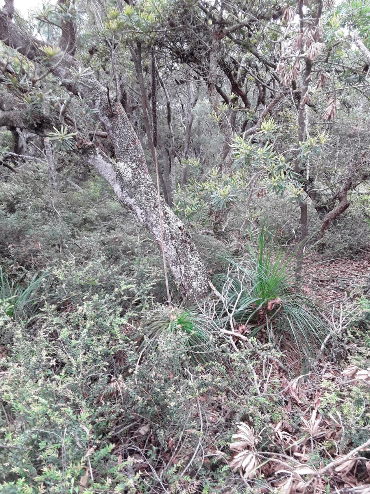 Grass-tree in ClimateWatch App spotted by Sameer Punde on 20.02.2021