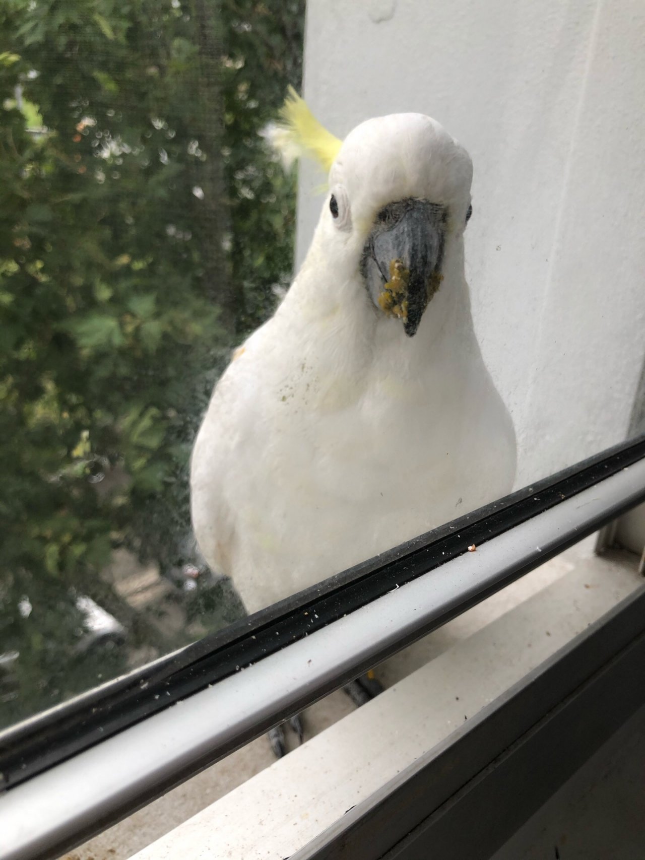 Sulphur-crested Cockatoo in Big City Birds App spotted by Lexie on 29.12.2020