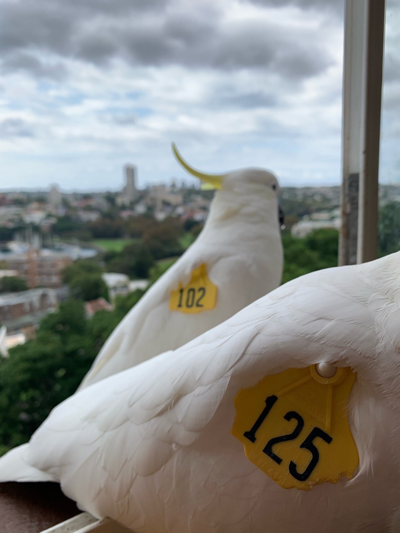 Sulphur-crested Cockatoo in Big City Birds App spotted by Sparky on 11.03.2021