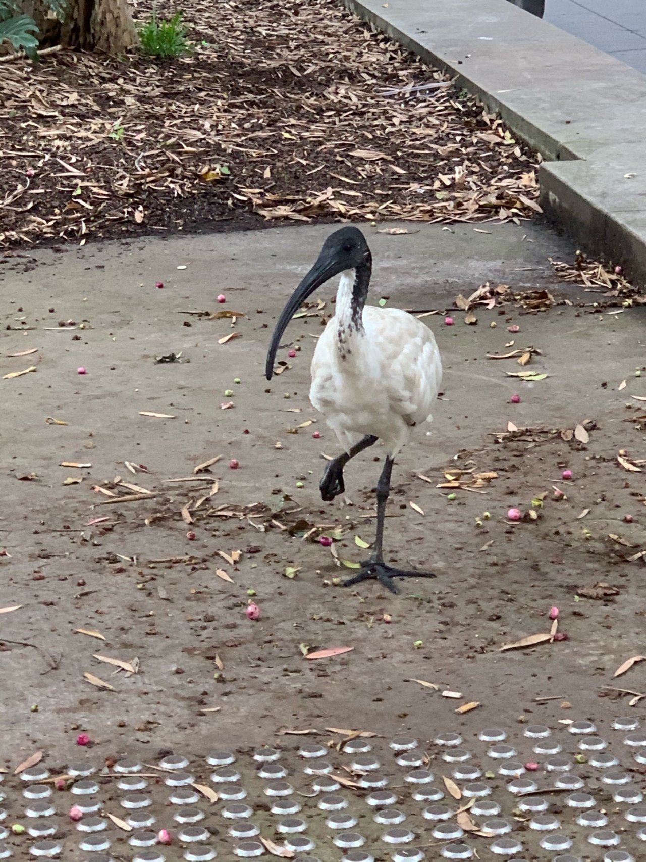 White Ibis in Big City Birds App spotted by John Martin on 27.02.2021