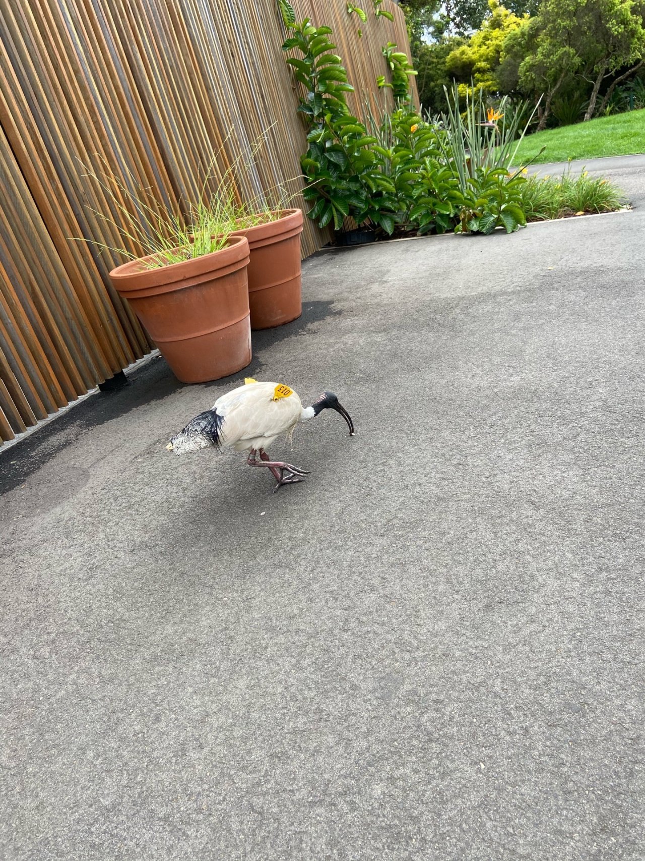 White Ibis in Big City Birds App spotted by Tamika Ellis on 30.12.2020