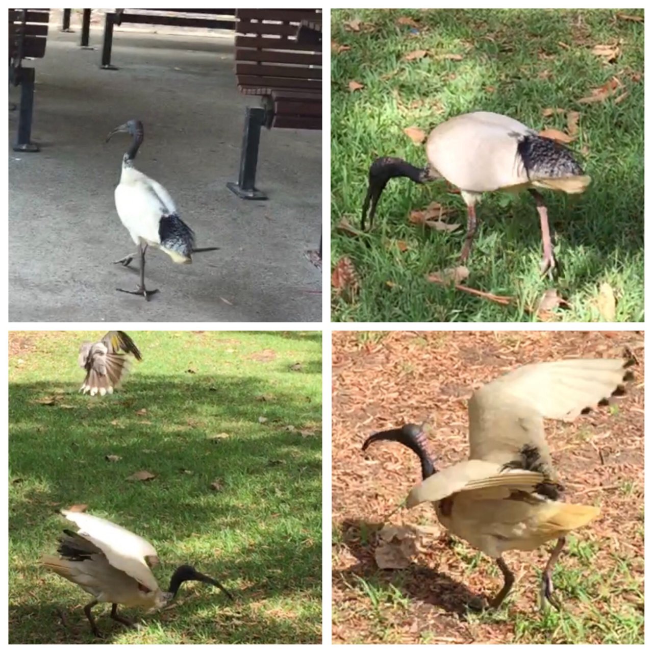 White Ibis in Big City Birds App spotted by ednaward on 17.12.2020