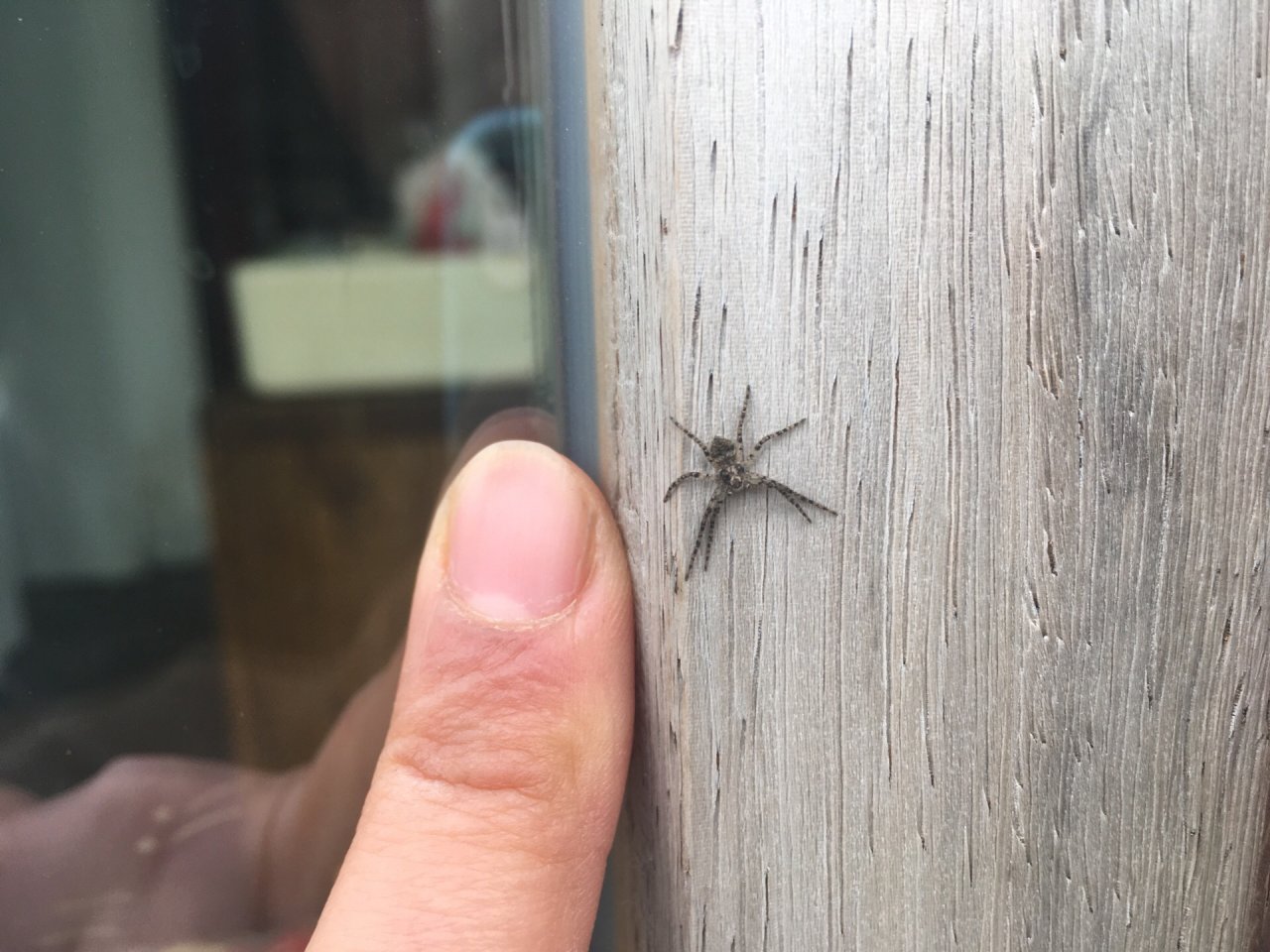 unknown species in SpiderSpotter App spotted by Lien Broekaert on 25.02.2021