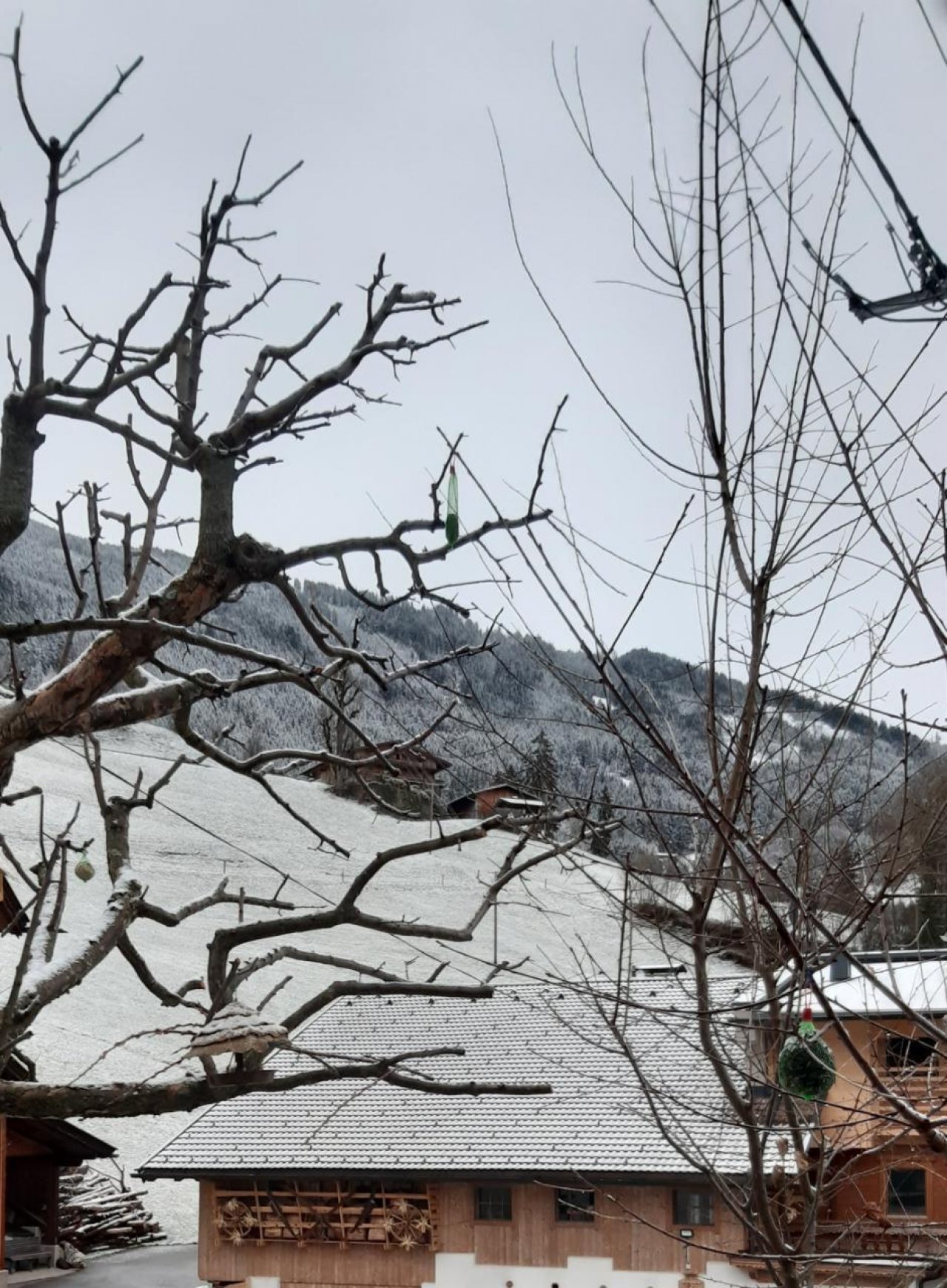 Zusammenhängende Schneedecke in Naturkalender App spotted by Steinbock on 25.12.2020