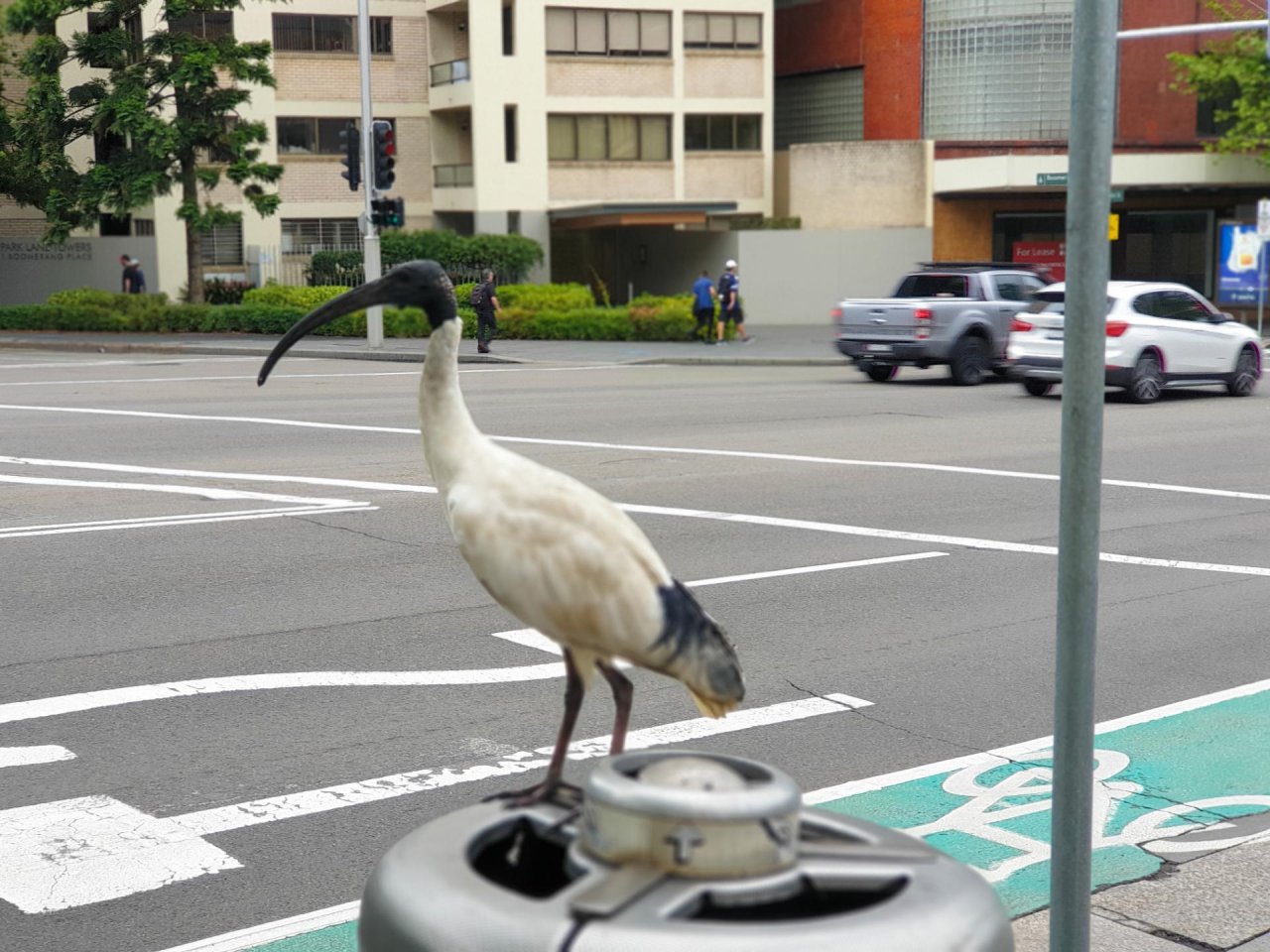 White Ibis in Big City Birds App spotted by TomMassey on 02.01.2021