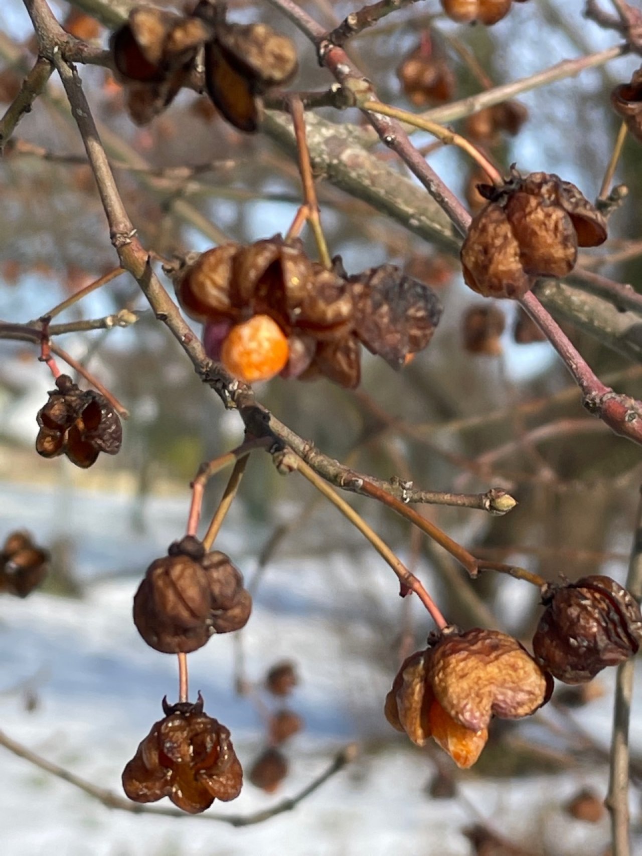 Pfaffenhütchen / Gewöhnlicher Spindelstrauch in Naturkalender App spotted by Franz on 20.01.2021