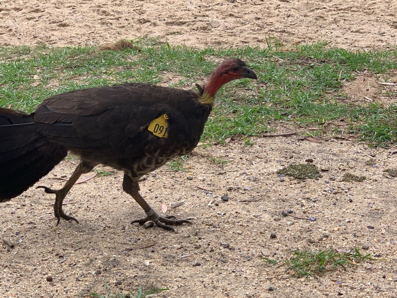 Brush-turkey in Big City Birds App spotted by John Martin on 25.12.2020