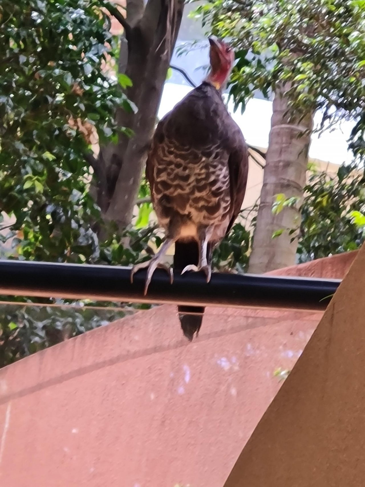 Brush-turkey in Big City Birds App spotted by Wayne Roberts on 28.12.2020