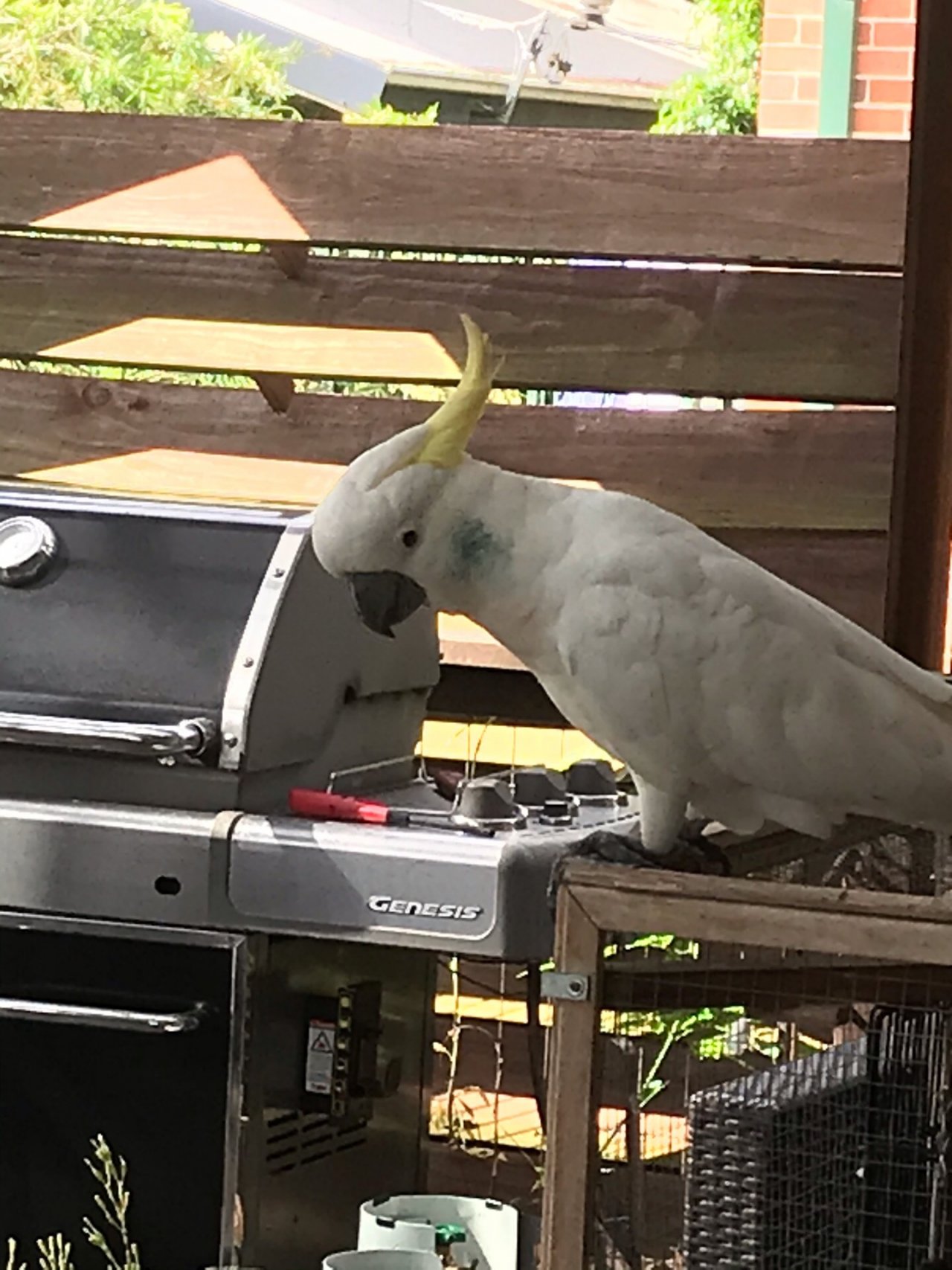 Sulphur-crested Cockatoo in Big City Birds App spotted by Thurbonator on 03.01.2021