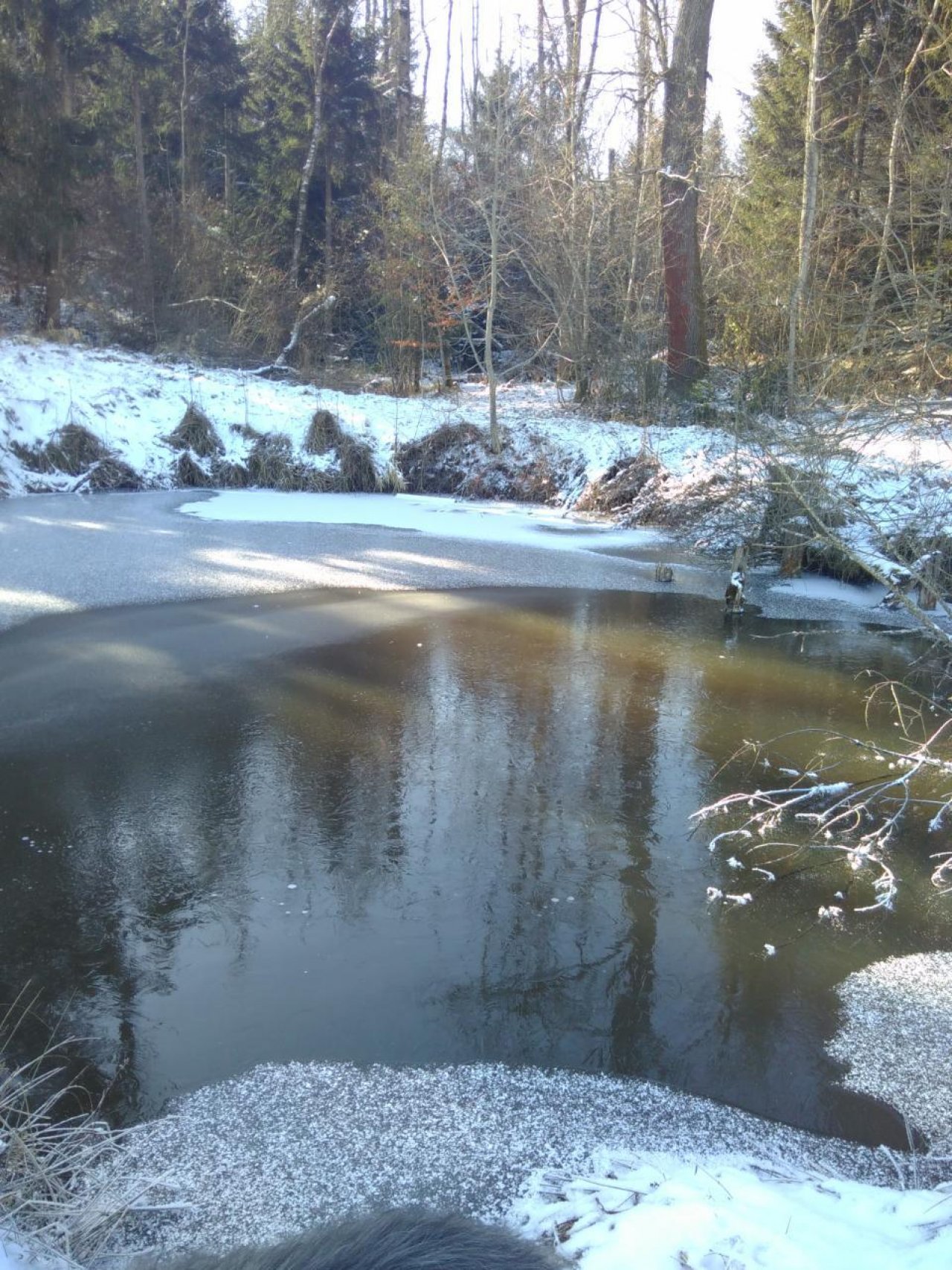 Eis auf Bächen und Teichen in Naturkalender App spotted by Doris Stampfer on 12.02.2021