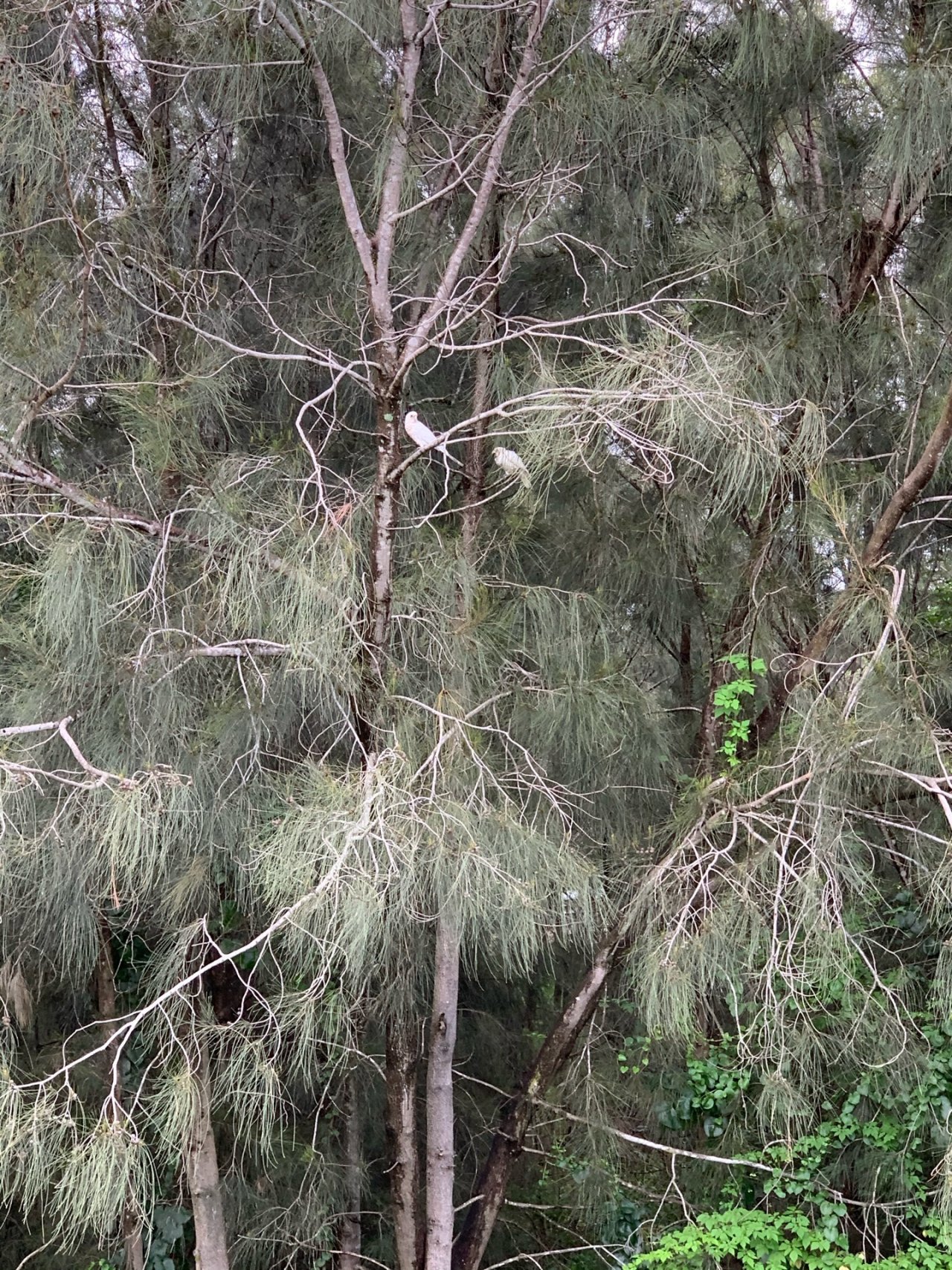 Little Corella in Big City Birds App spotted by Sean Serduk on 16.02.2021