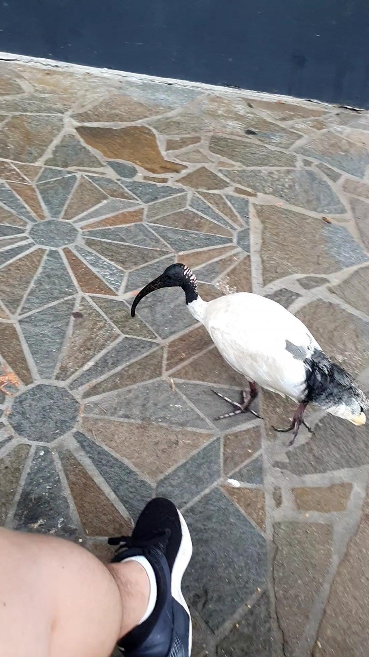 White Ibis in Big City Birds App spotted by Amber on 02.01.2021