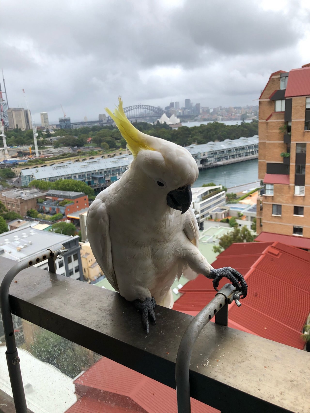 Sulphur-crested Cockatoo in Big City Birds App spotted by Philipp on 19.12.2020