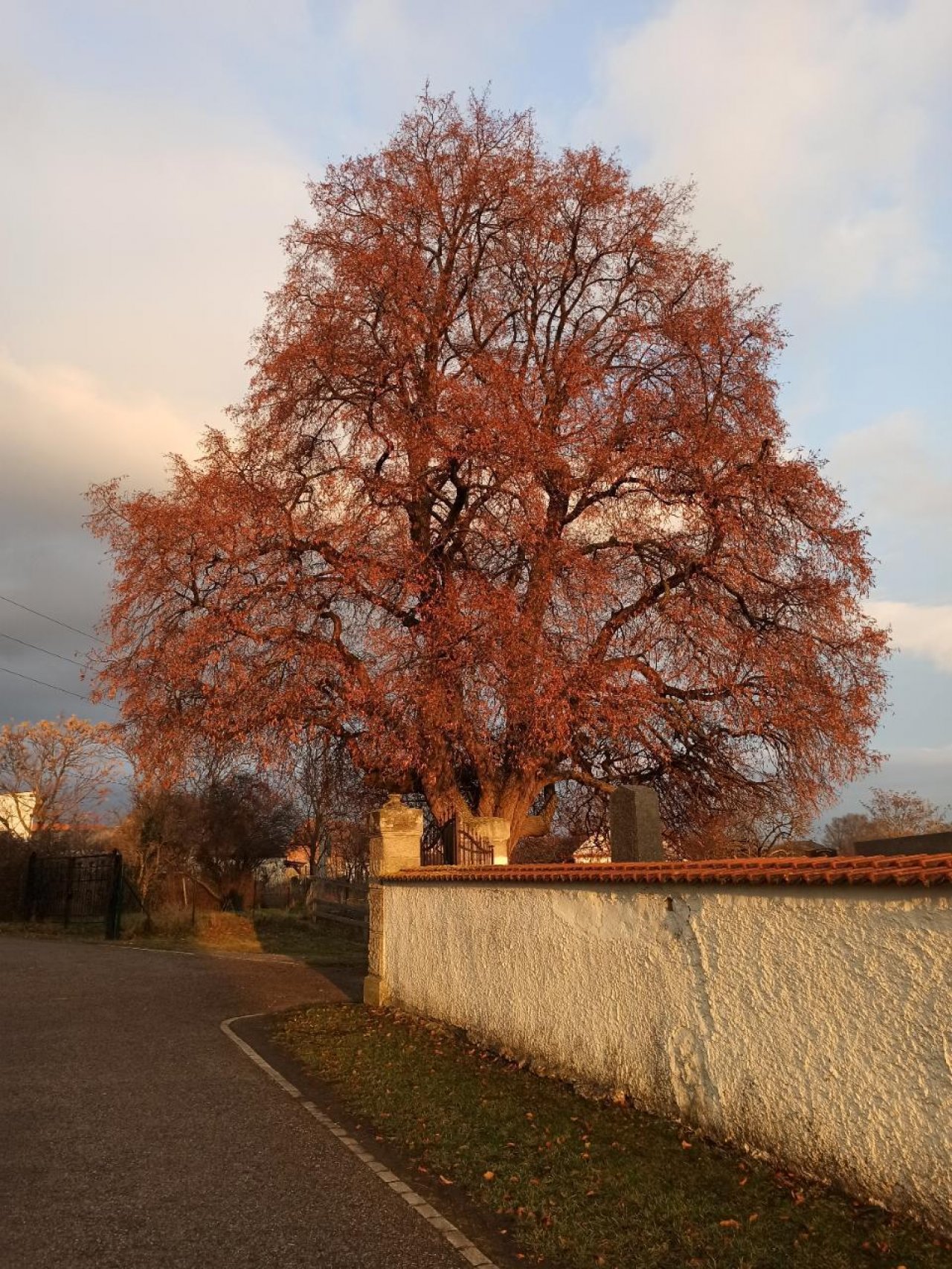 Winterlinde in Naturkalender App spotted by Gerhard Trukschitz on 07.12.2020