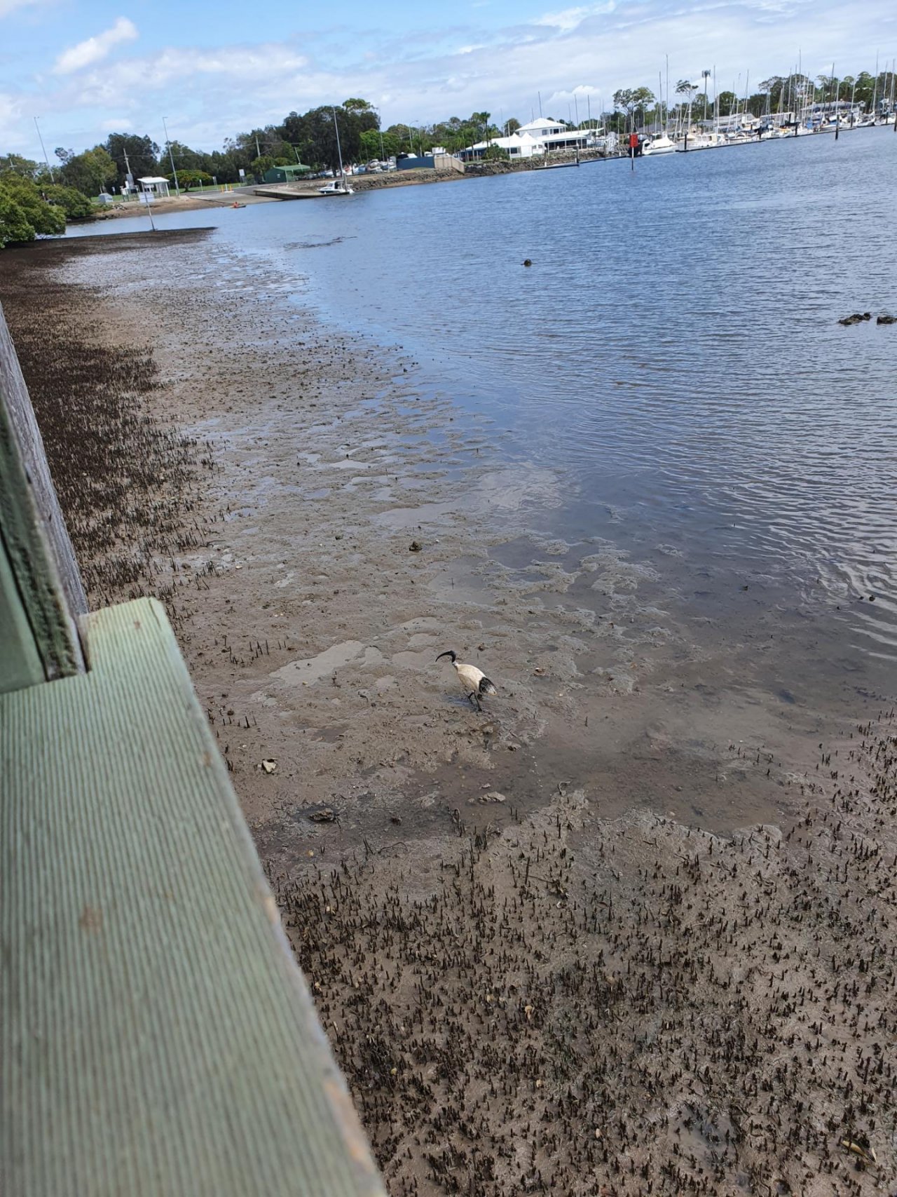 White Ibis in Big City Birds App spotted by Jacq90 on 22.12.2020