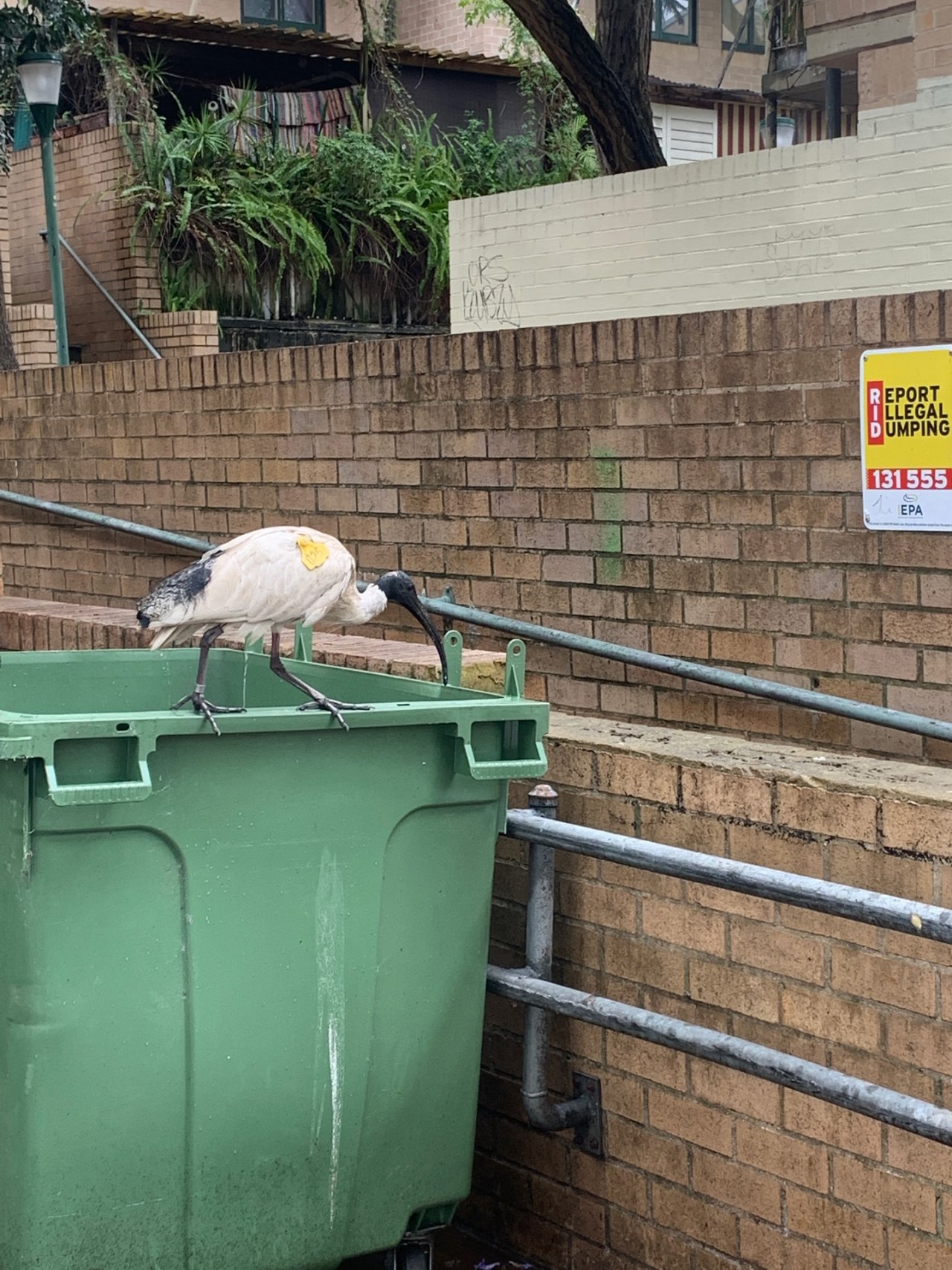 White Ibis in Big City Birds App spotted by Laurie McGuirk on 15.12.2020