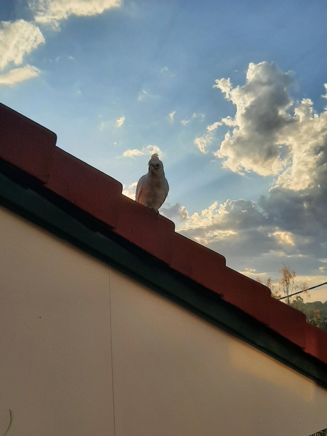 Little Corella in Big City Birds App spotted by Little Cockatoo Cafe, Backyard feeding on 08.01.2021