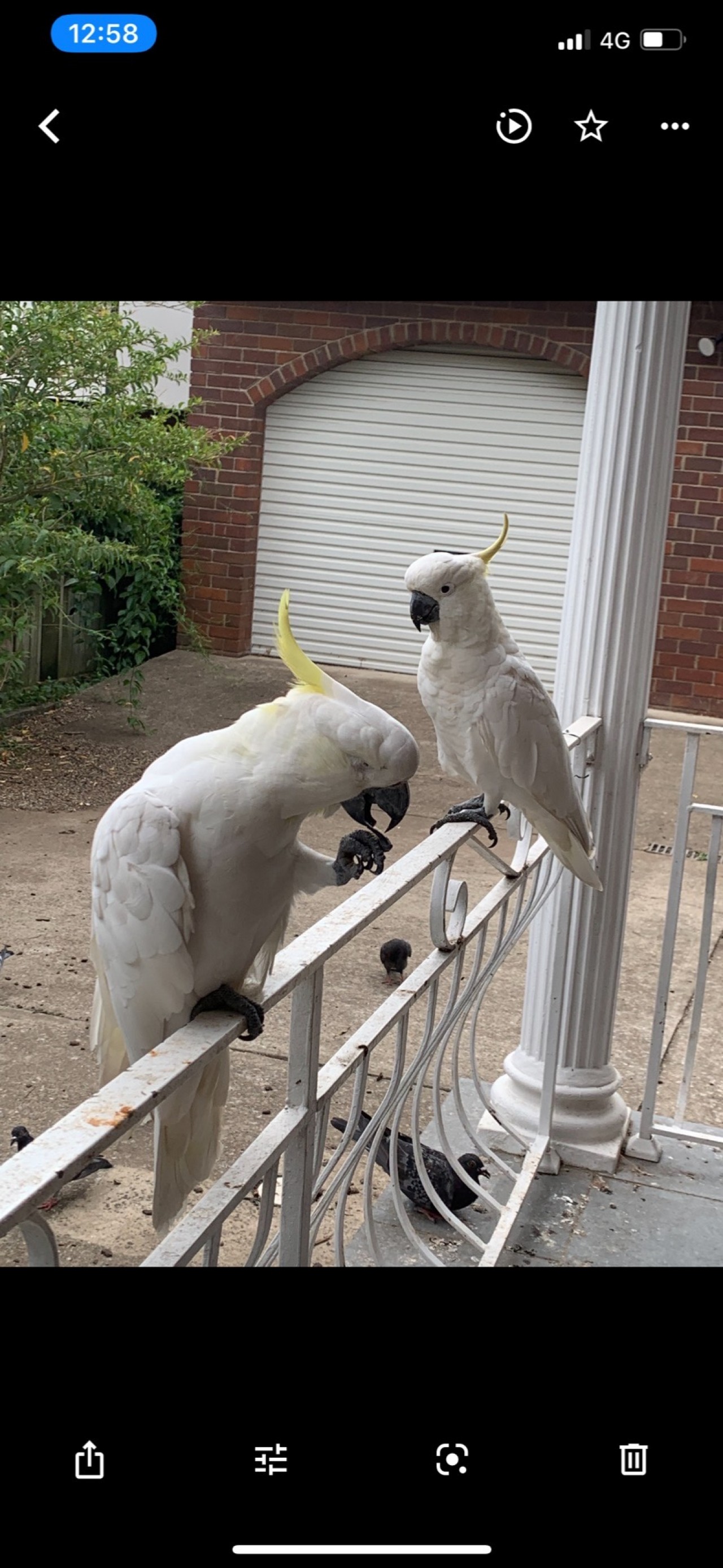 Last October (2019) two burnt cockatoos turned up in my yard, so 