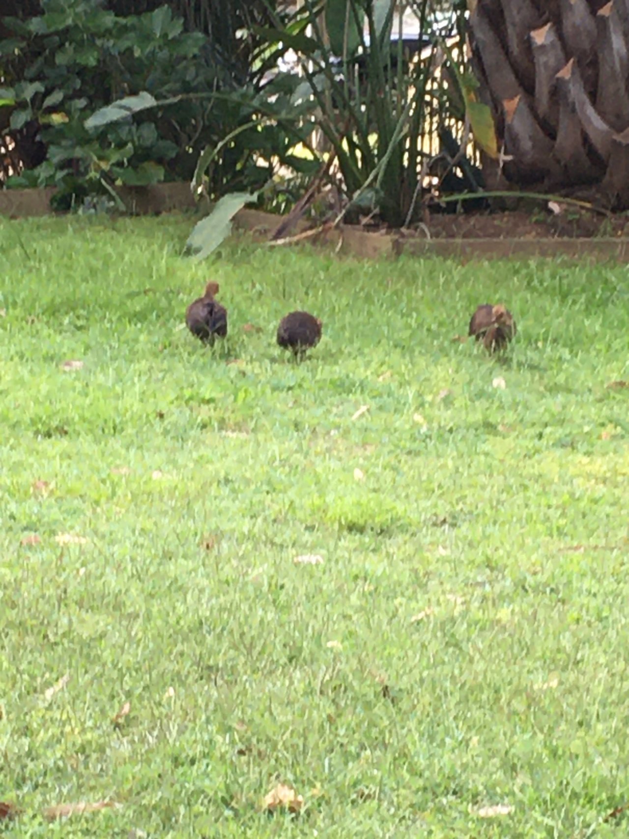 Brush-turkey in Big City Birds App spotted by BushBaby on 20.01.2021