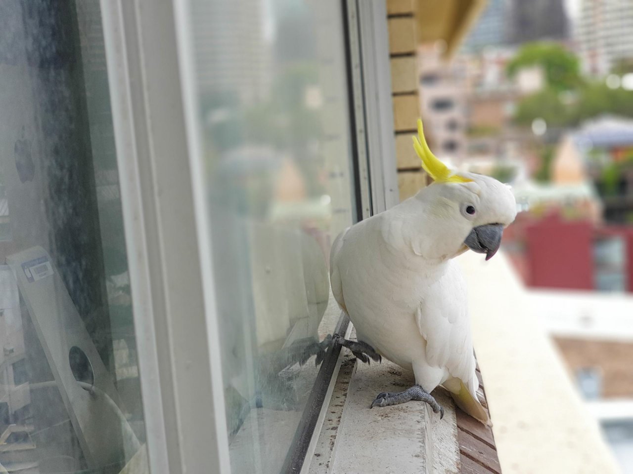 Sulphur-crested Cockatoo in Big City Birds App spotted by TomMassey on 23.02.2021