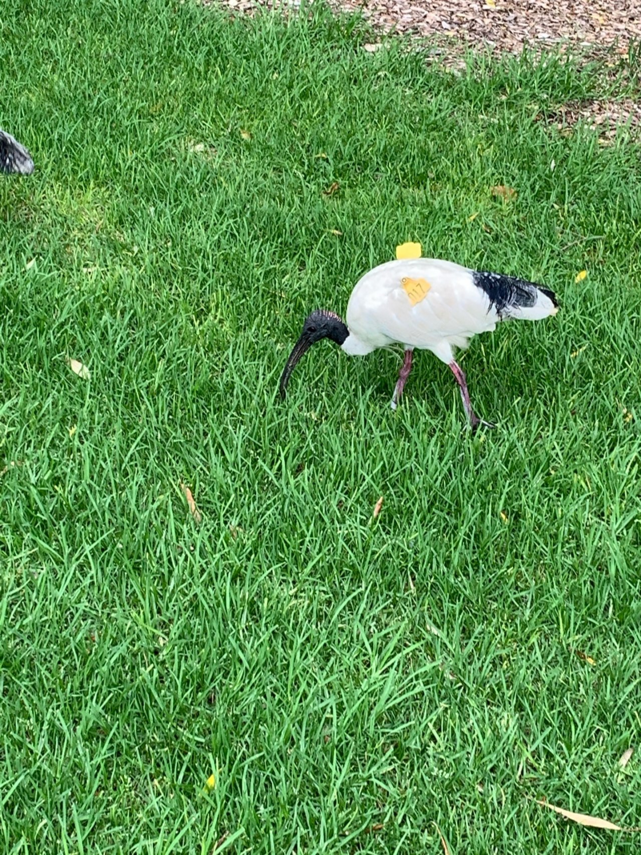 White Ibis in Big City Birds App spotted by Laurie McGuirk on 31.12.2020