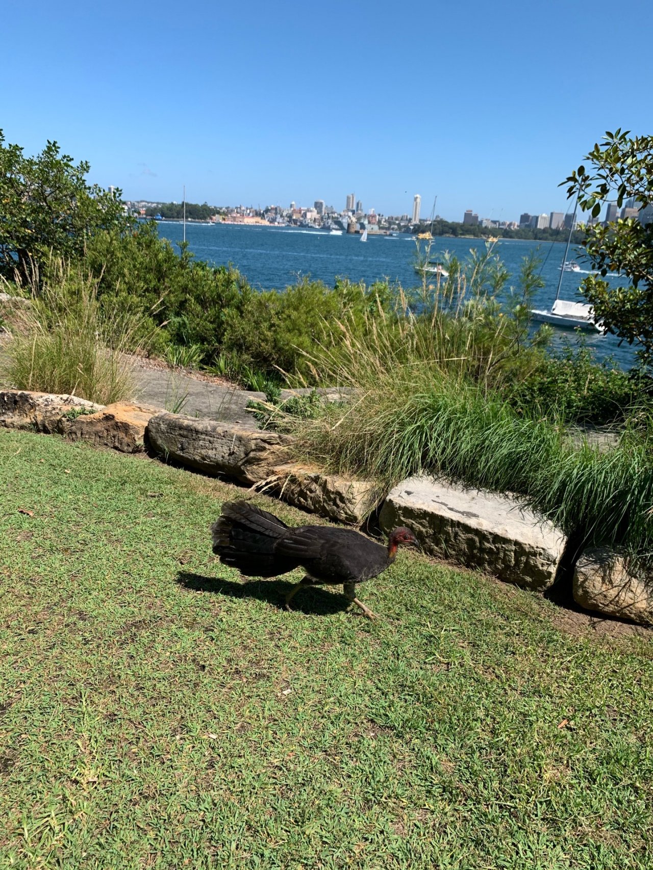 Brush-turkey in Big City Birds App spotted by Sean Serduk on 28.02.2021