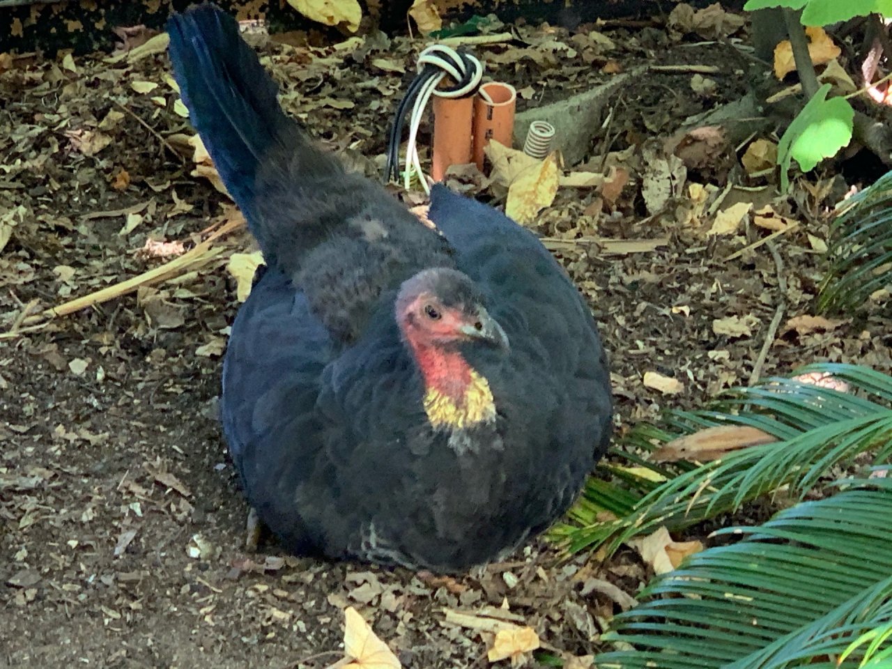 Brush-turkey in Big City Birds App spotted by John Martin on 08.03.2021