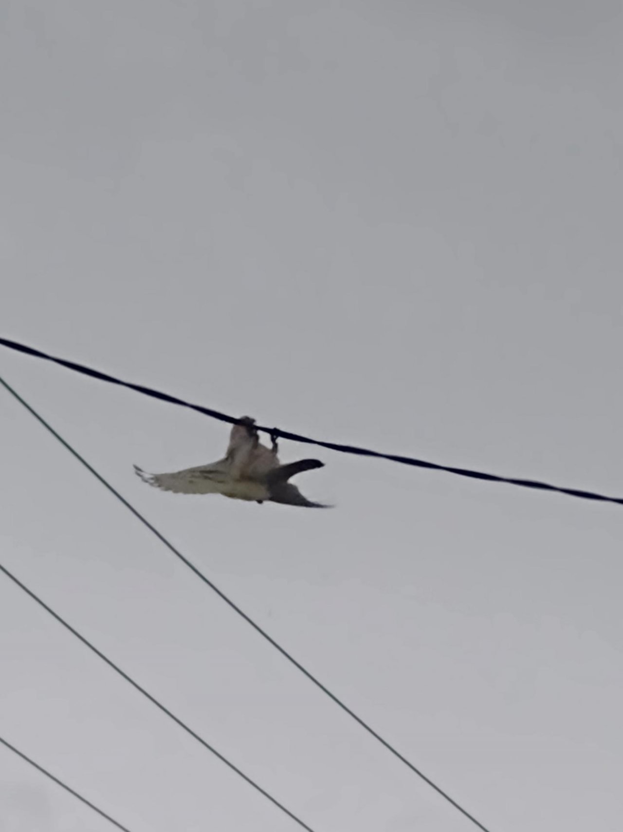 Little Corella in Big City Birds App spotted by Anna on 08.03.2021