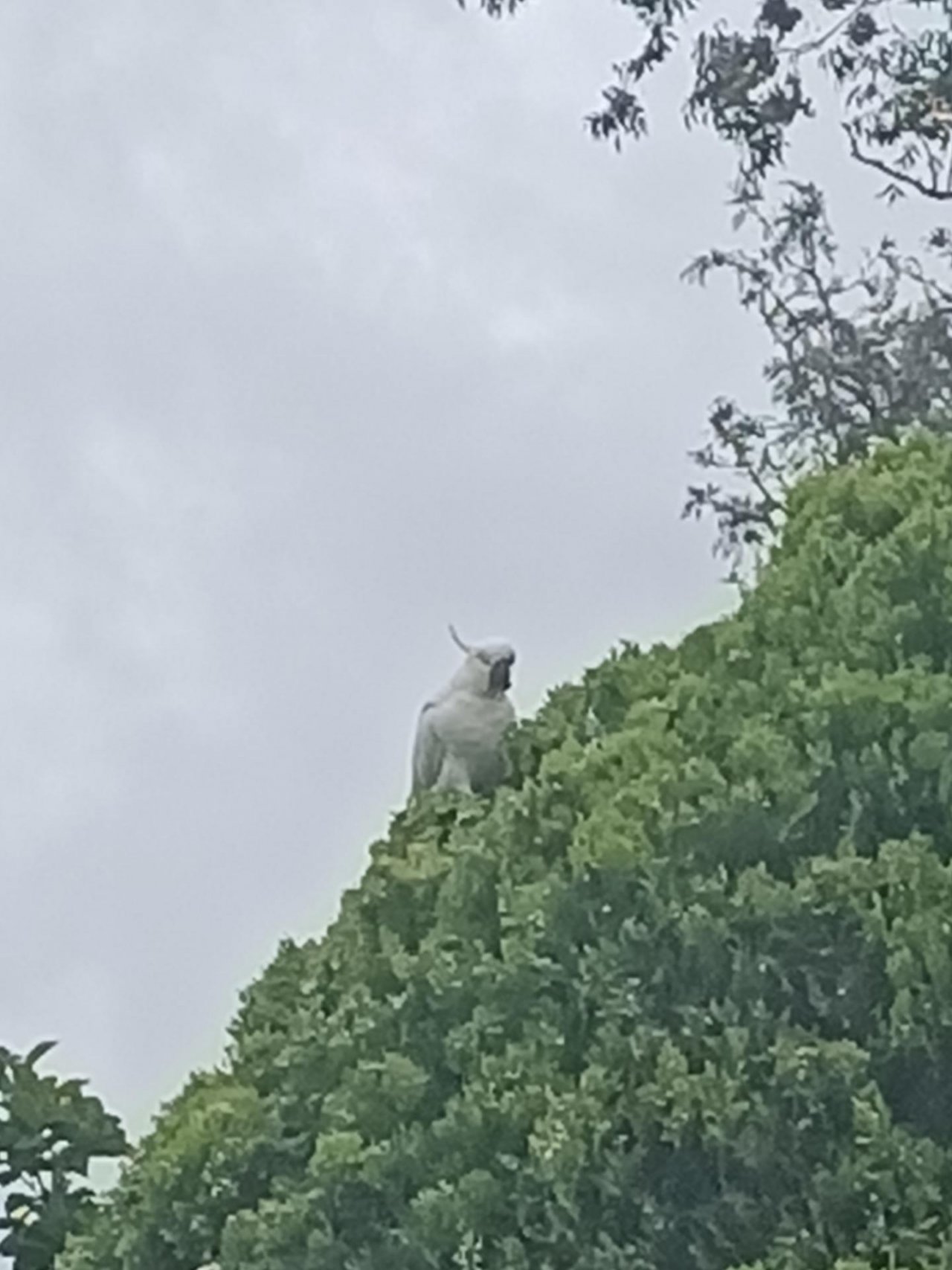 Sulphur-crested Cockatoo in Big City Birds App spotted by Madi Le M on 21.12.2020