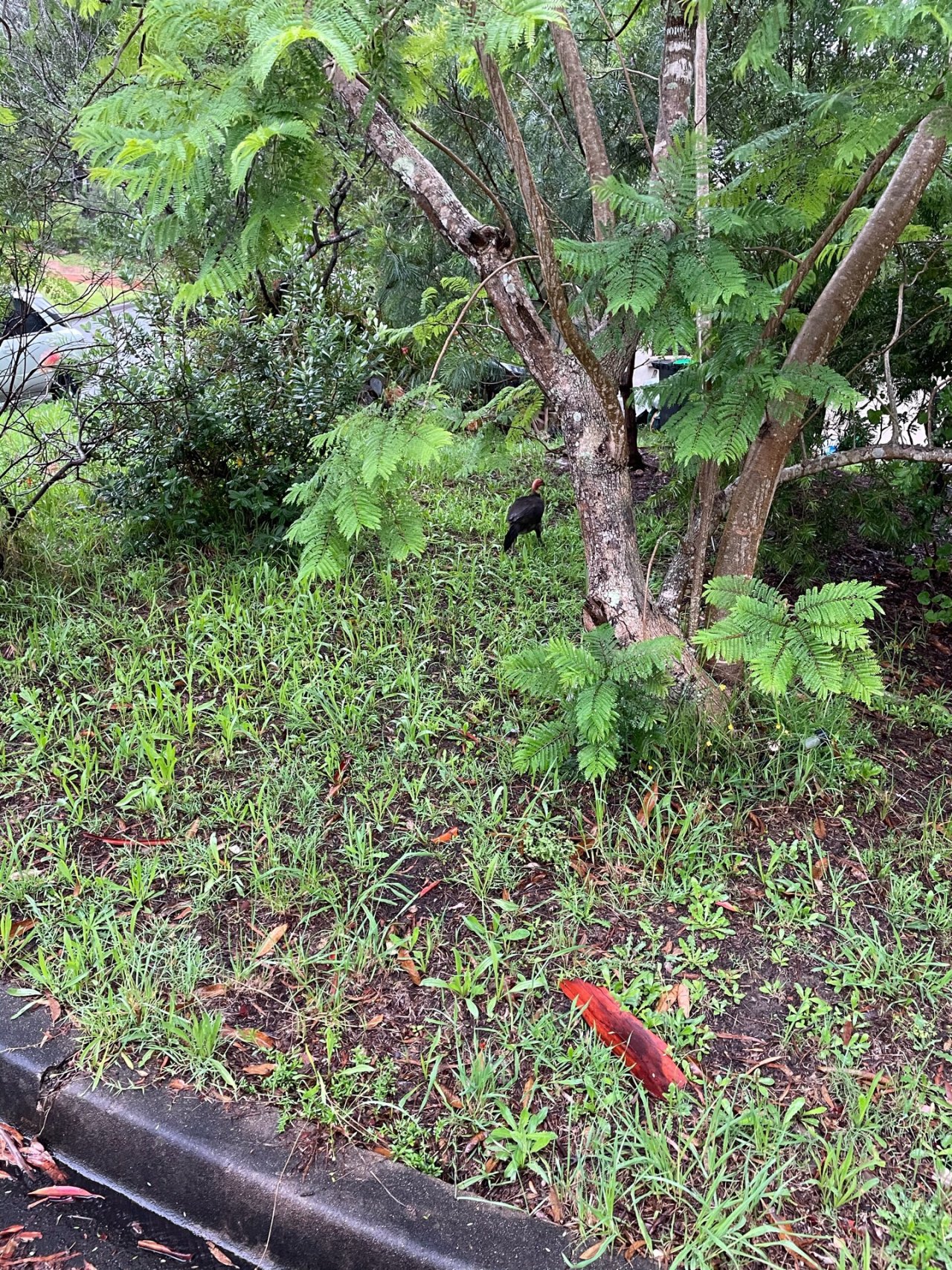 Brush-turkey in Big City Birds App spotted by John Newton on 21.12.2020