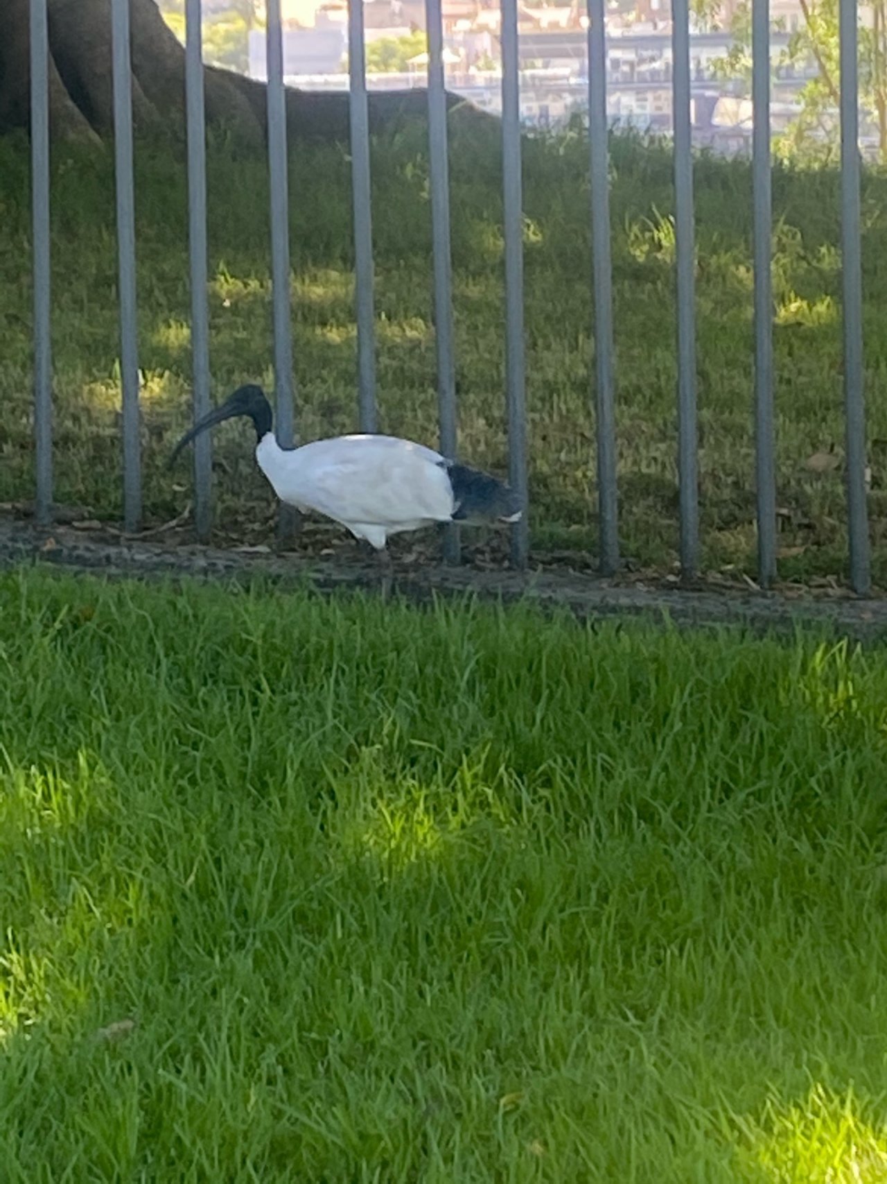 White Ibis in Big City Birds App spotted by Scurge on 20.02.2021