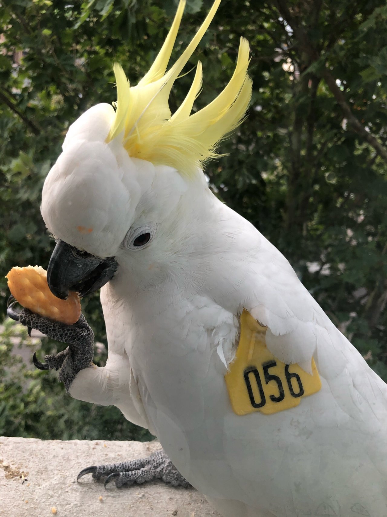 Sulphur-crested Cockatoo in Big City Birds App spotted by Lexie on 27.12.2020