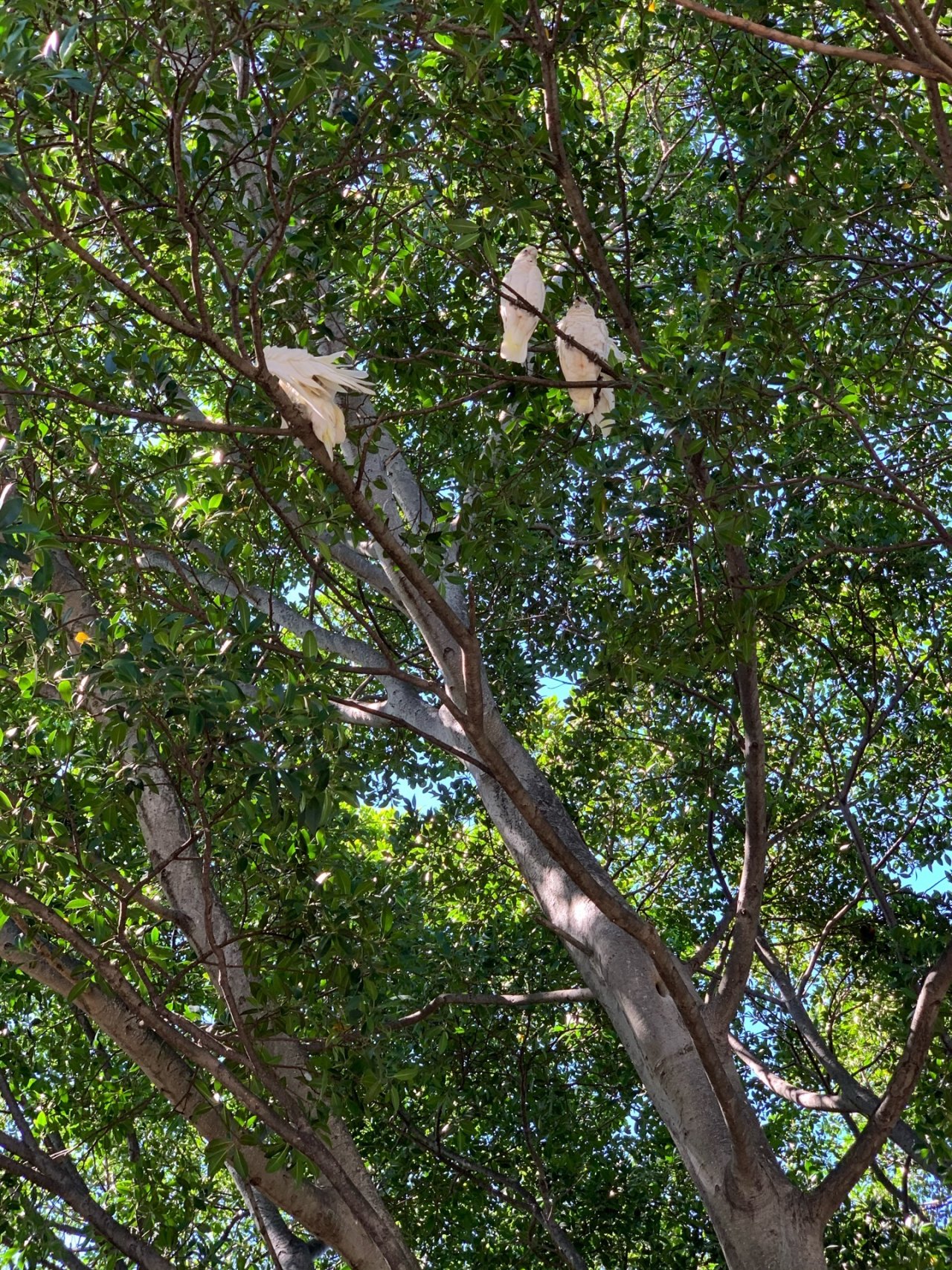 Little Corella in Big City Birds App spotted by Sean Serduk on 25.01.2021