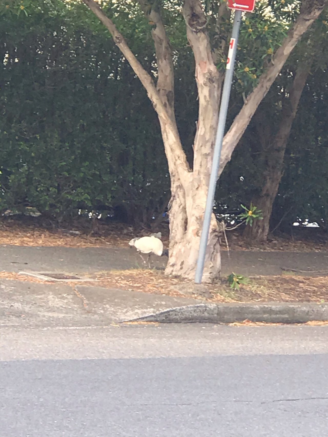 White Ibis in Big City Birds App spotted by Zoe on 12.12.2020