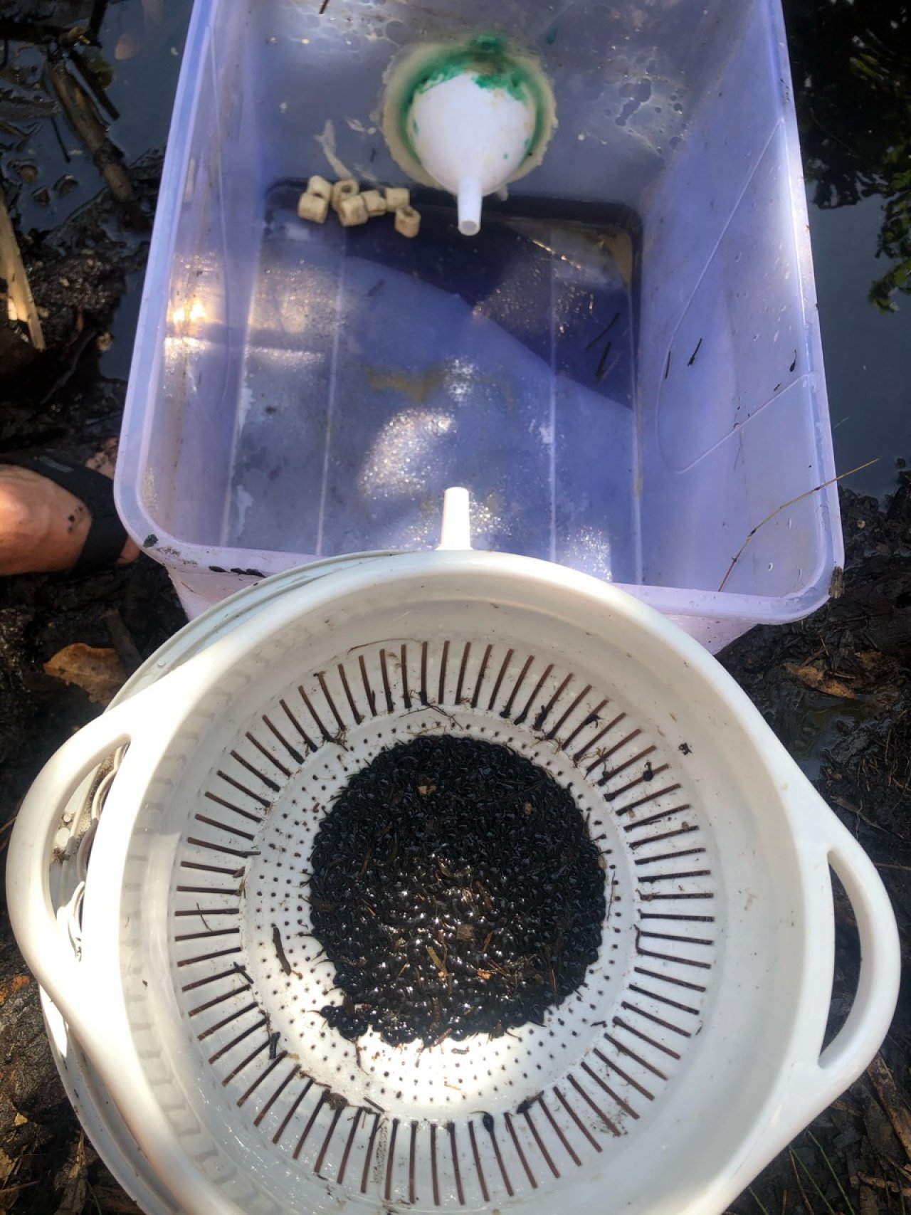 Tadpole trapping in Cane Toad Challenge App spotted by Peter Alexander on 28.10.2020