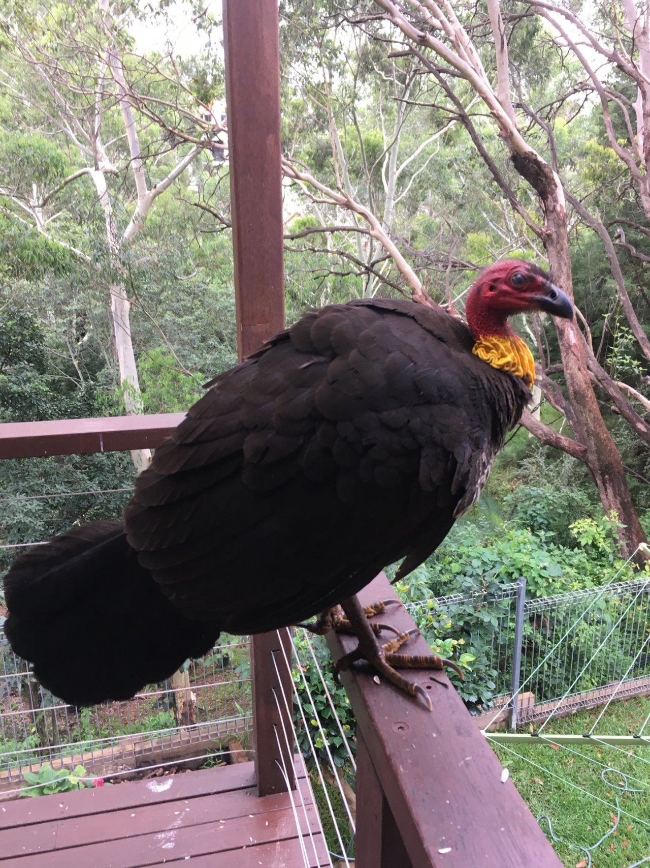 Brush-turkey in Big City Birds App spotted by Margaret Scott on 29.12.2020