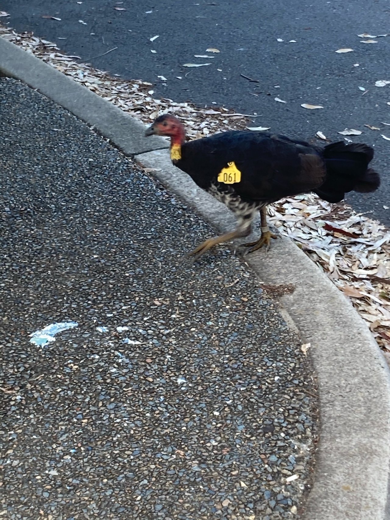 Brush-turkey in Big City Birds App spotted by Justine O’Brien on 05.02.2021